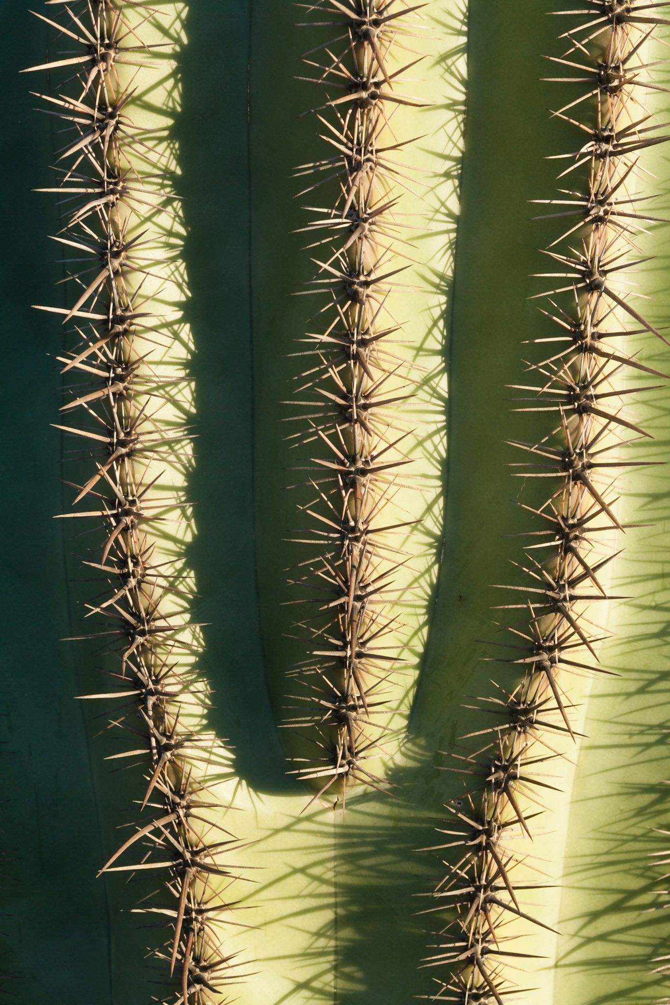 Detail of Saguaro at Tucson Mountain Park, AZ, USA