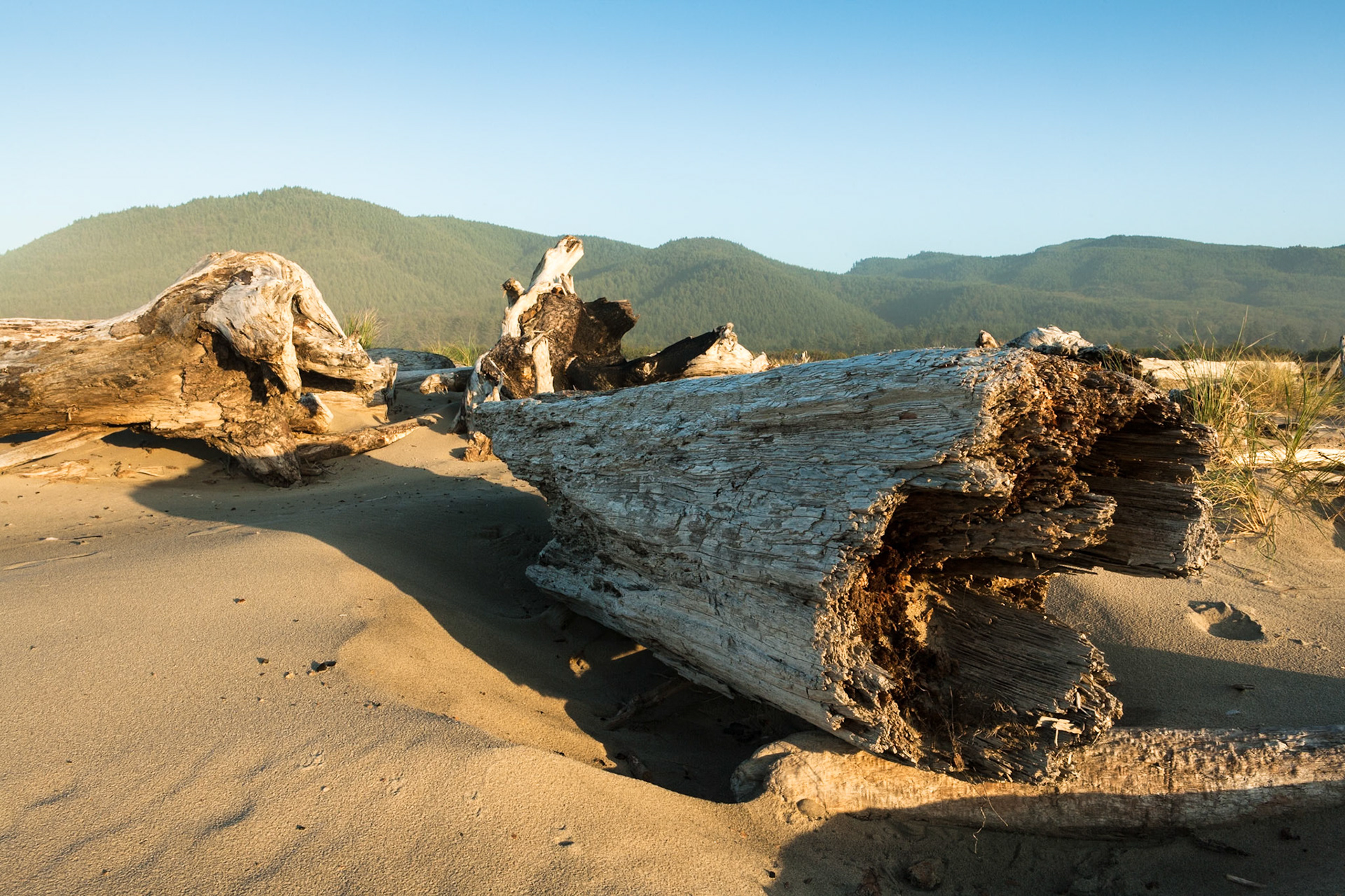 Driftwood at Nehalem Bay South Jetty, OR, USA