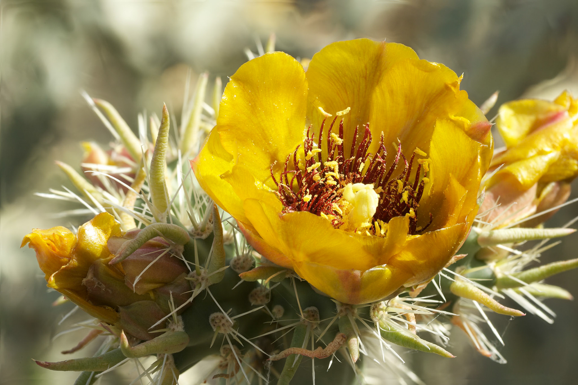 Prickly Pear Cactus Flower in Tonto National Forest, Arizona, USA