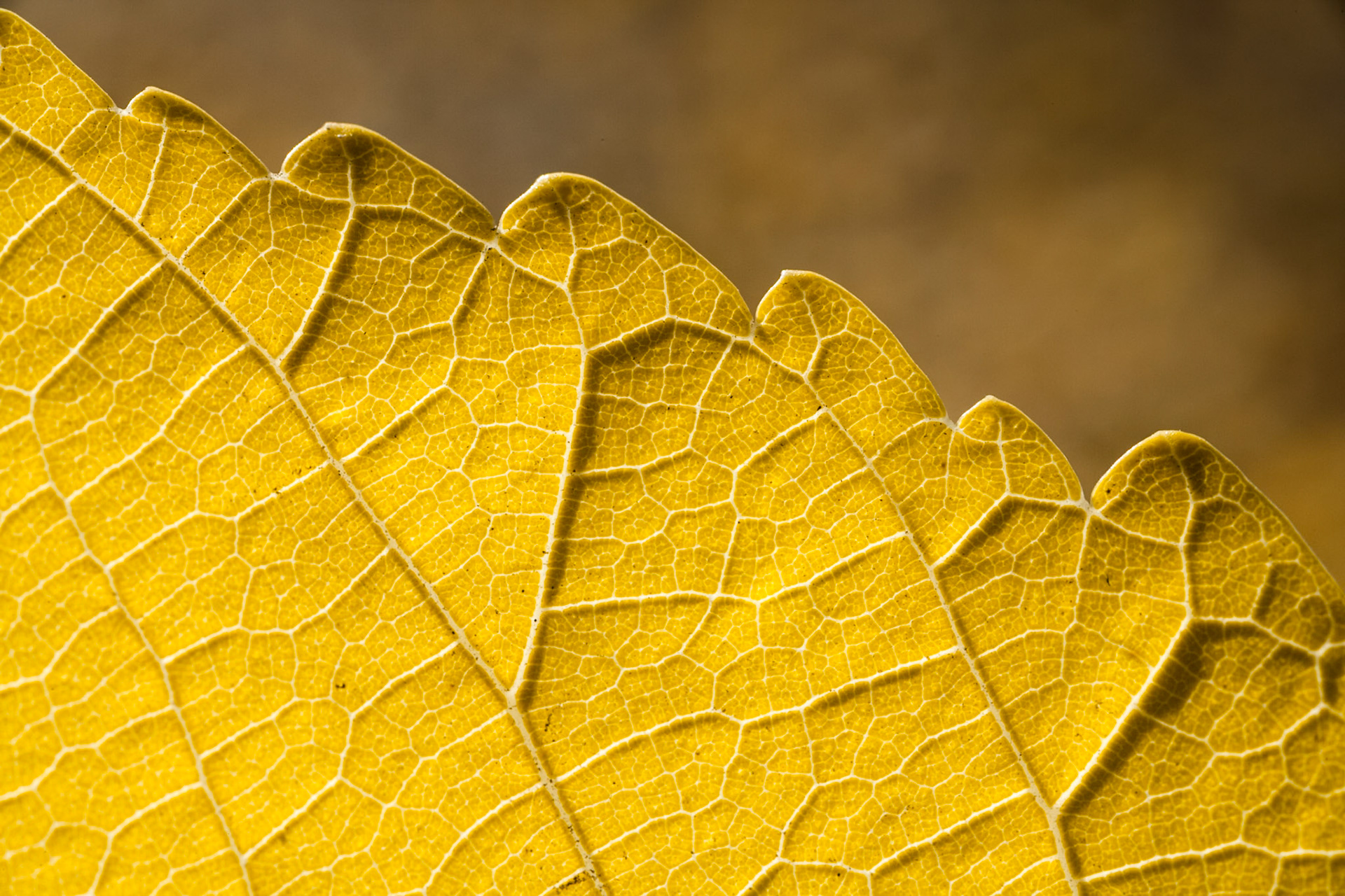Yellow Autumn leaf, USA