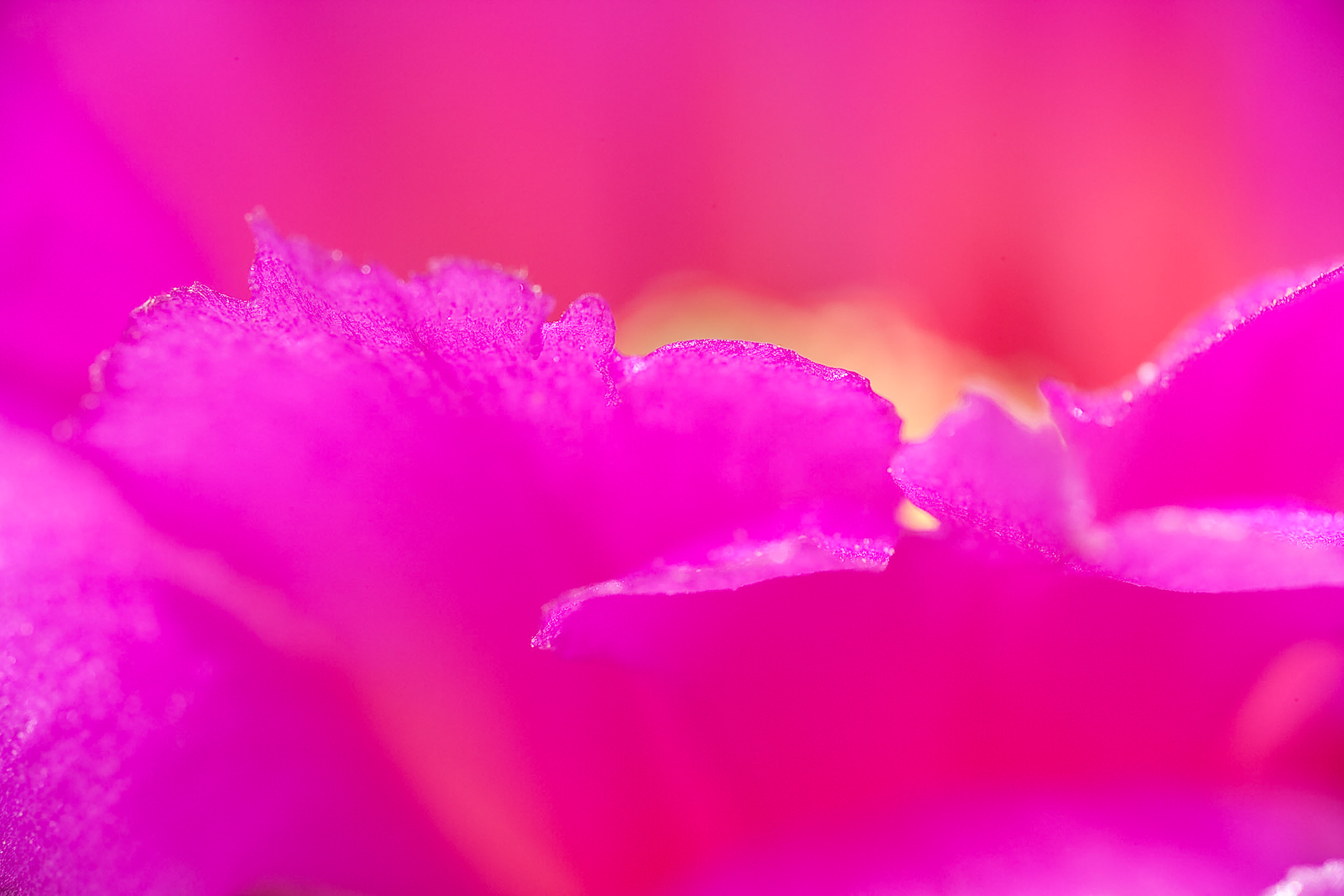 Close-up Cactus flower at Oliver Lee Memorial State Park, New Mexico, IMAGE OUT OF FOCUS