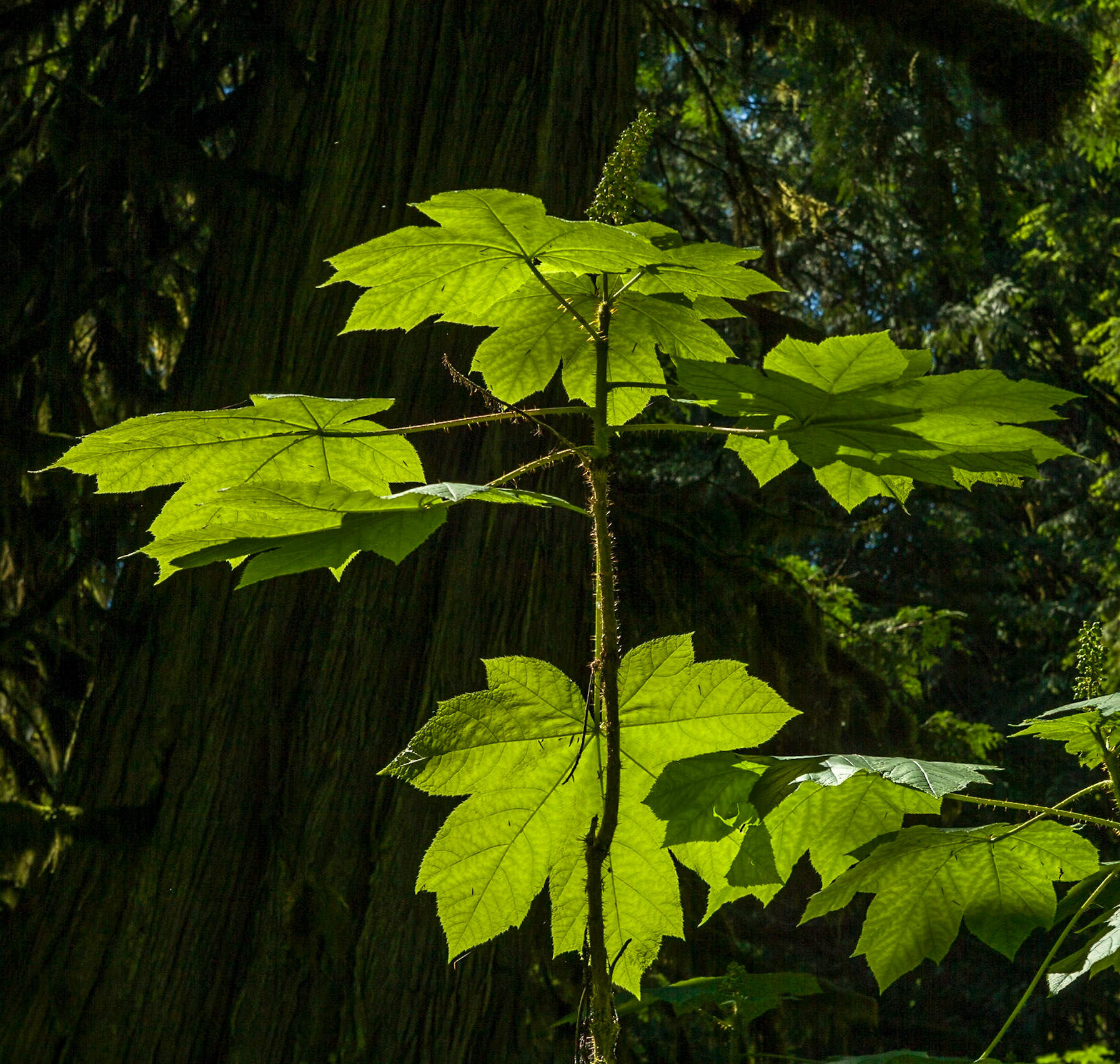 Big Leaves at Snoqualmie Nat'l Forest, WA, USA