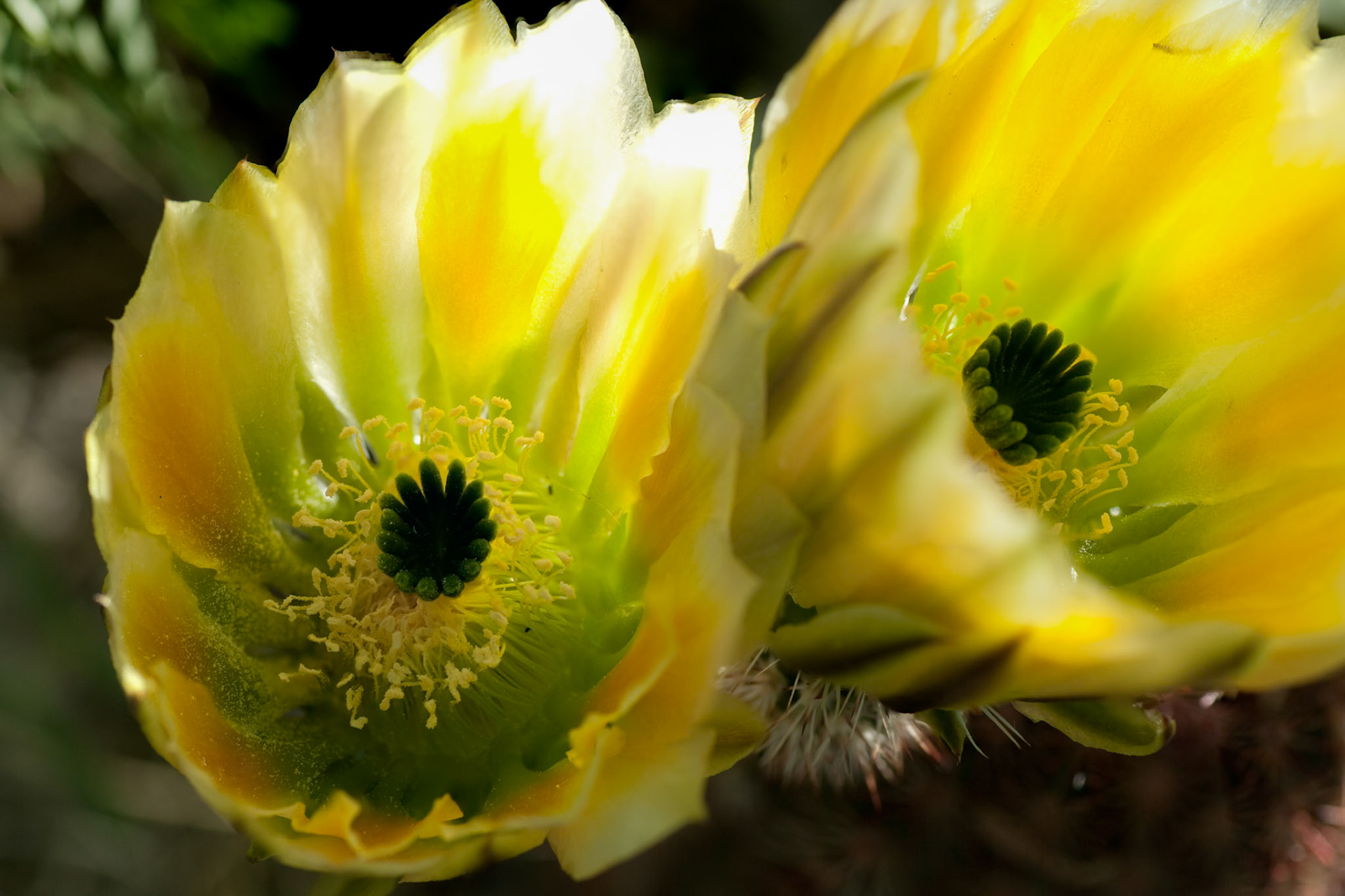 Blooming Rainbow Cactus at Oliver Lee Memorial State Park, New Mexico, USA