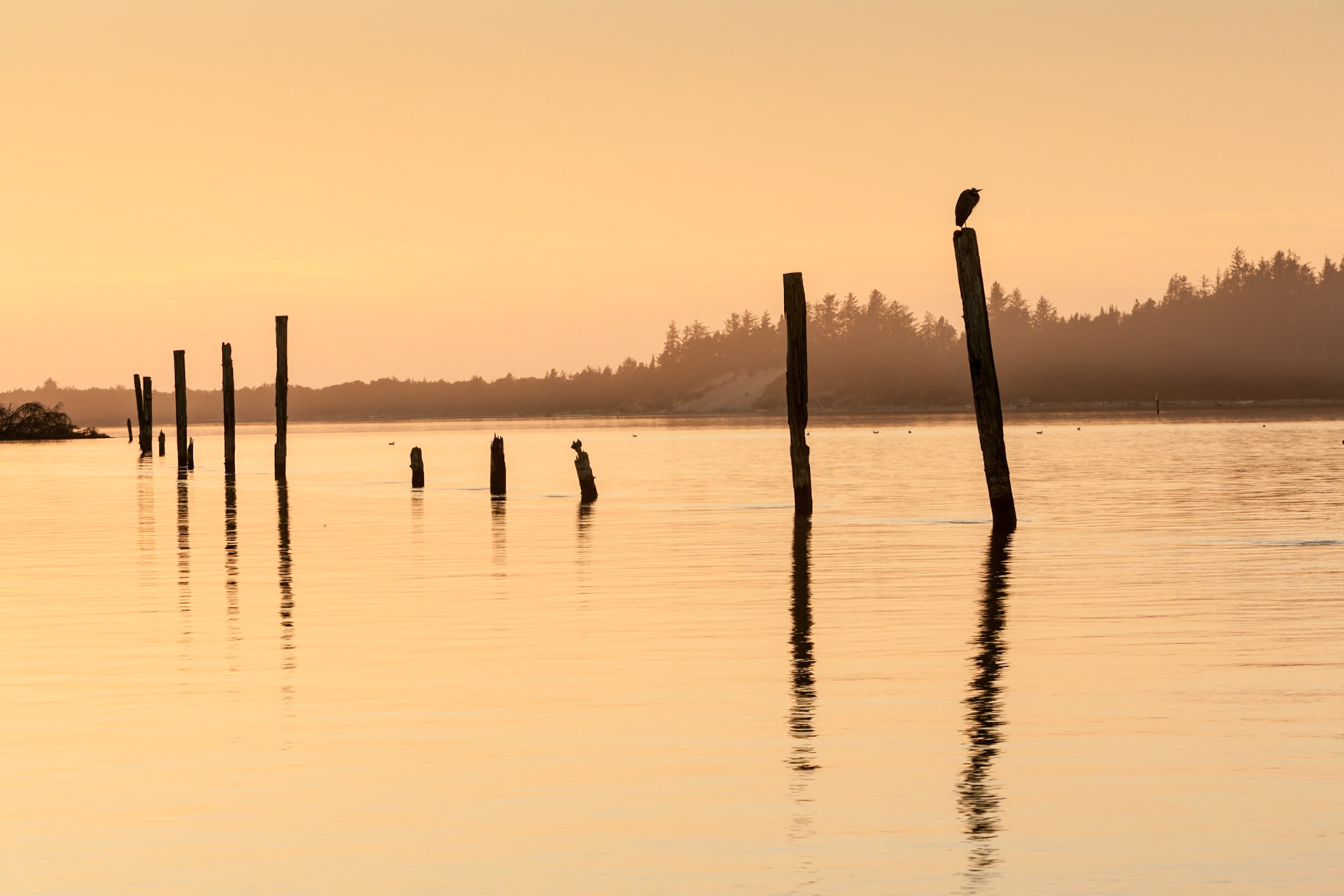 Bird sitting on pole at Sunset at Rockaway Beach, OR, USA