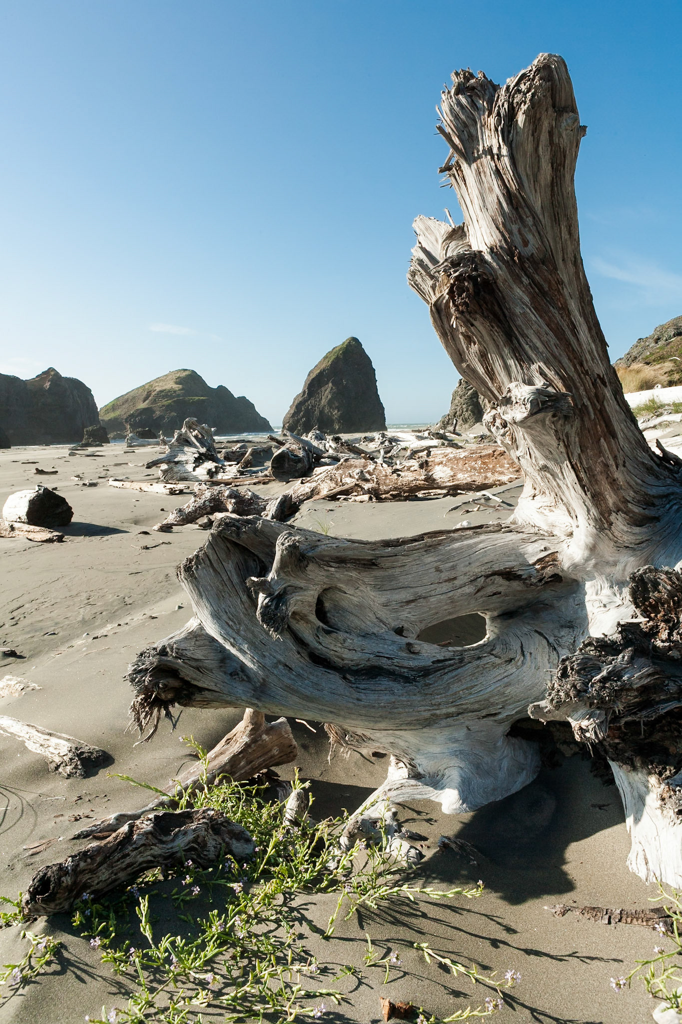 Oregon Coast Hwy south of Cape Sebastian State Park, Oregon, USA