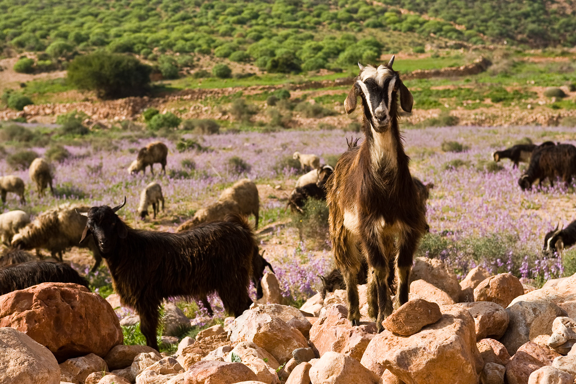 Sheep &amp; Goats at the R104 near Sidi bou Ifedail
