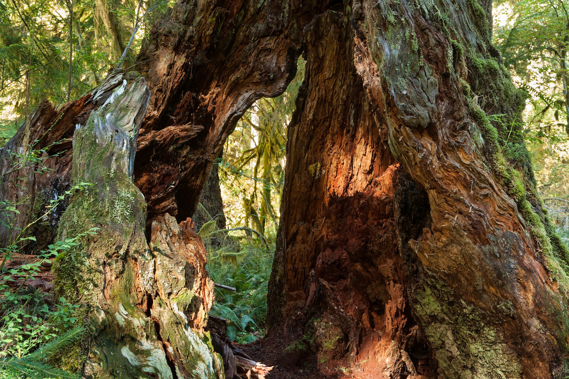 River Trail at Hoh Rainforest at Olympic National Park, Washington USA