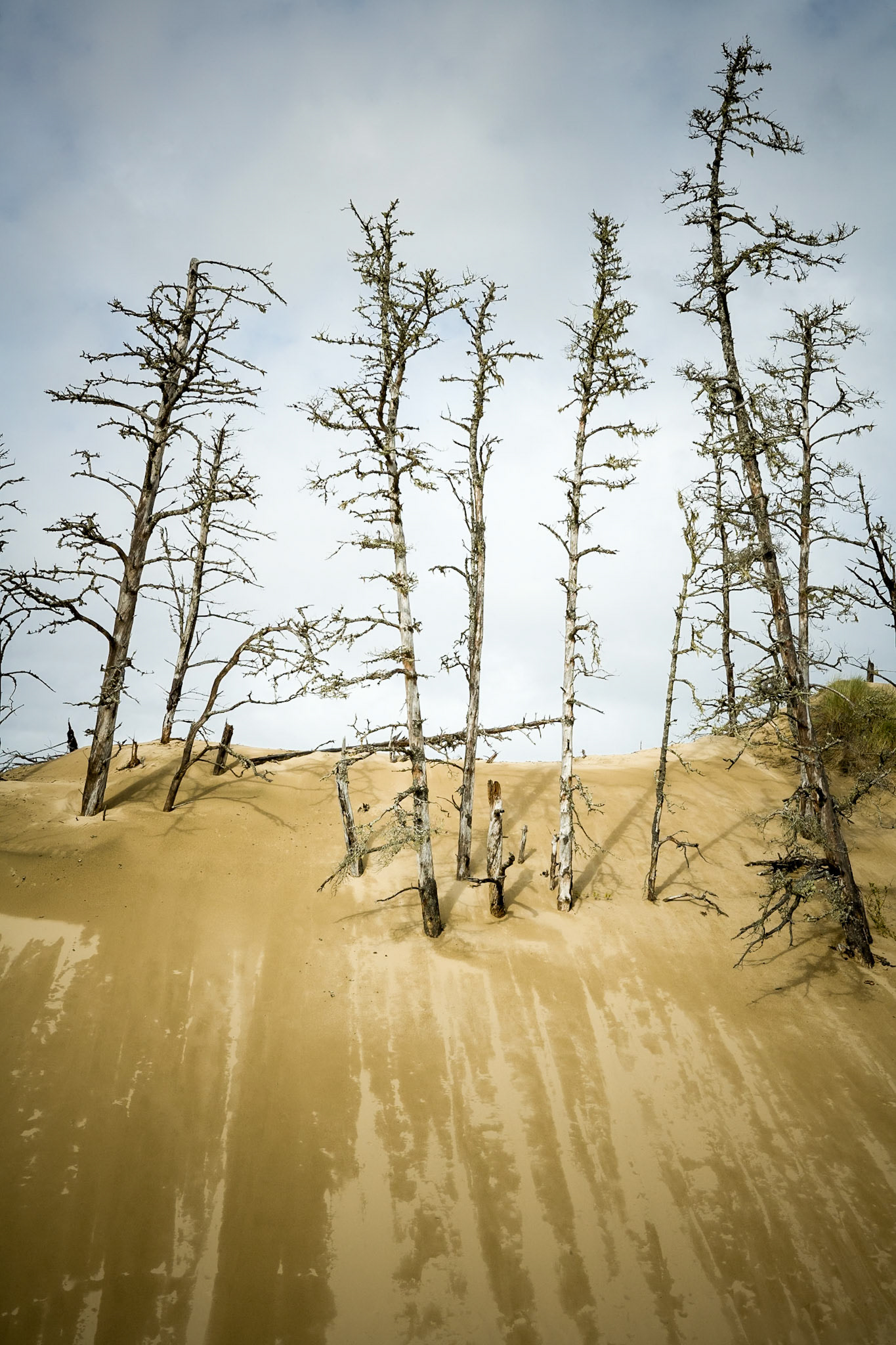 Dunes at Spinreel Road, Lakeside, Oregon