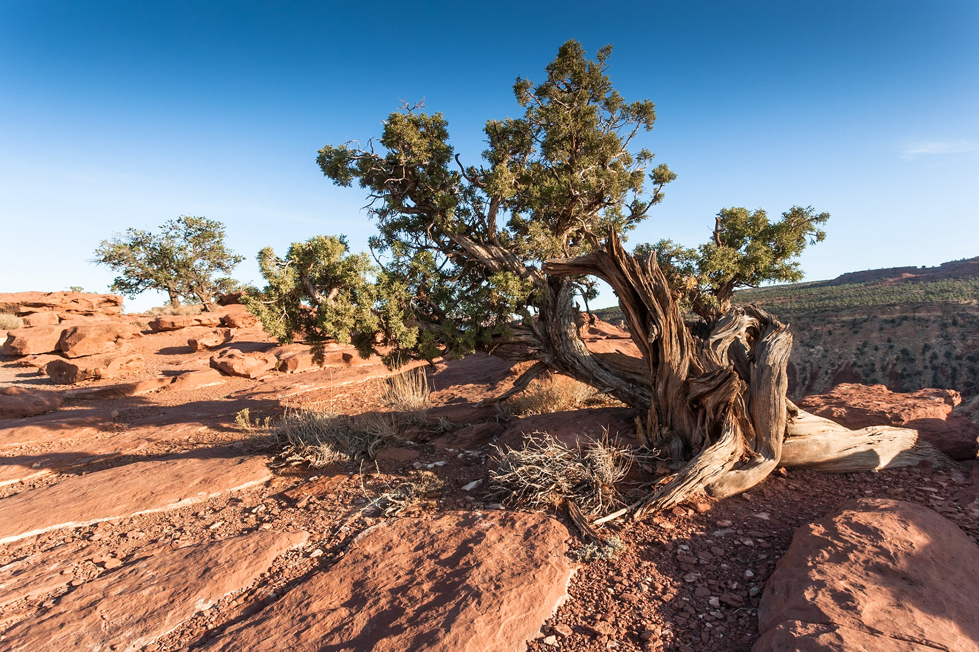 Capitol Reef Nat'l Park, Utah at Goosenecks point, Utah, USA