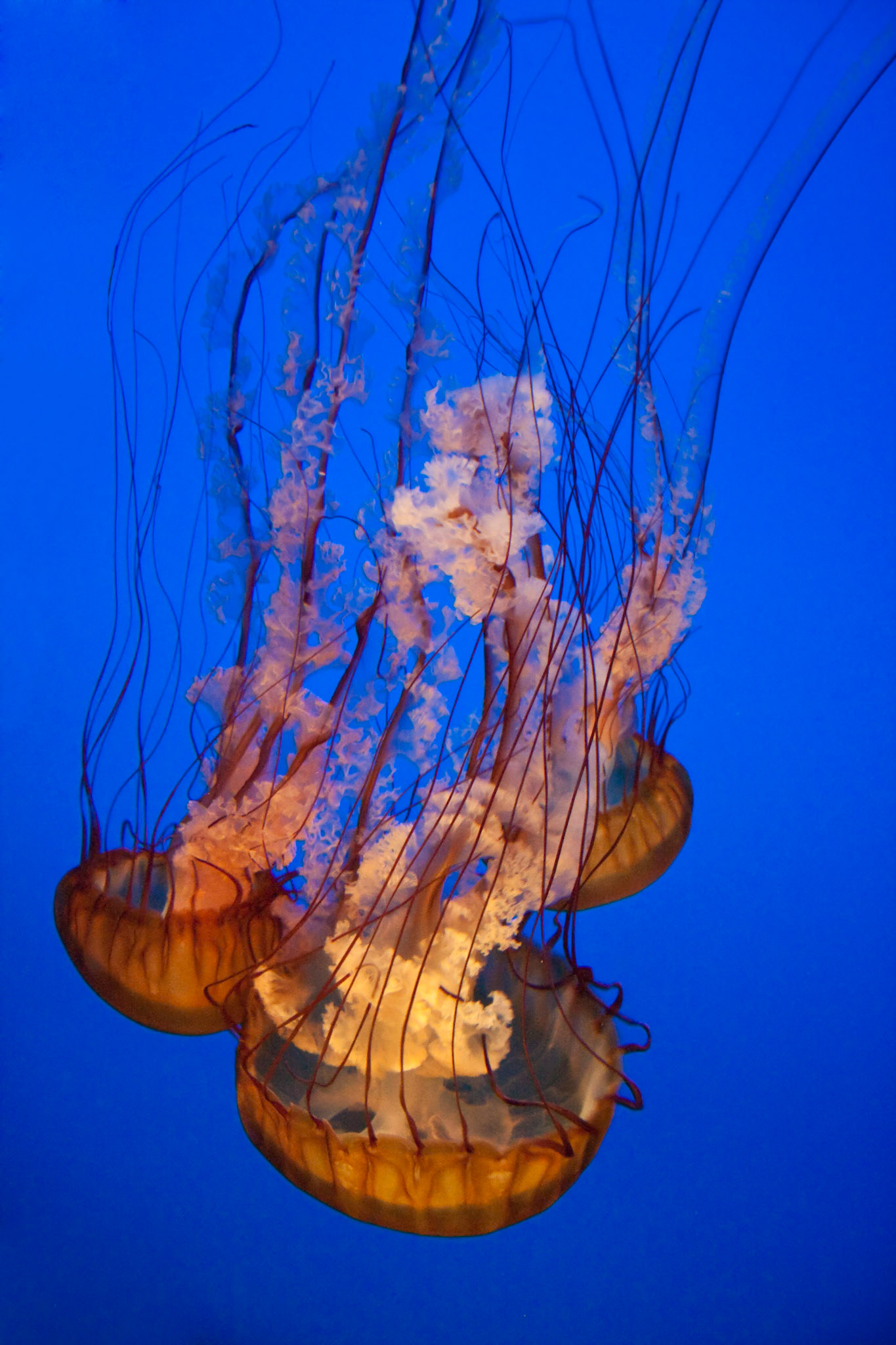 Sea nettle jelly, Chrysaora fuscescens,