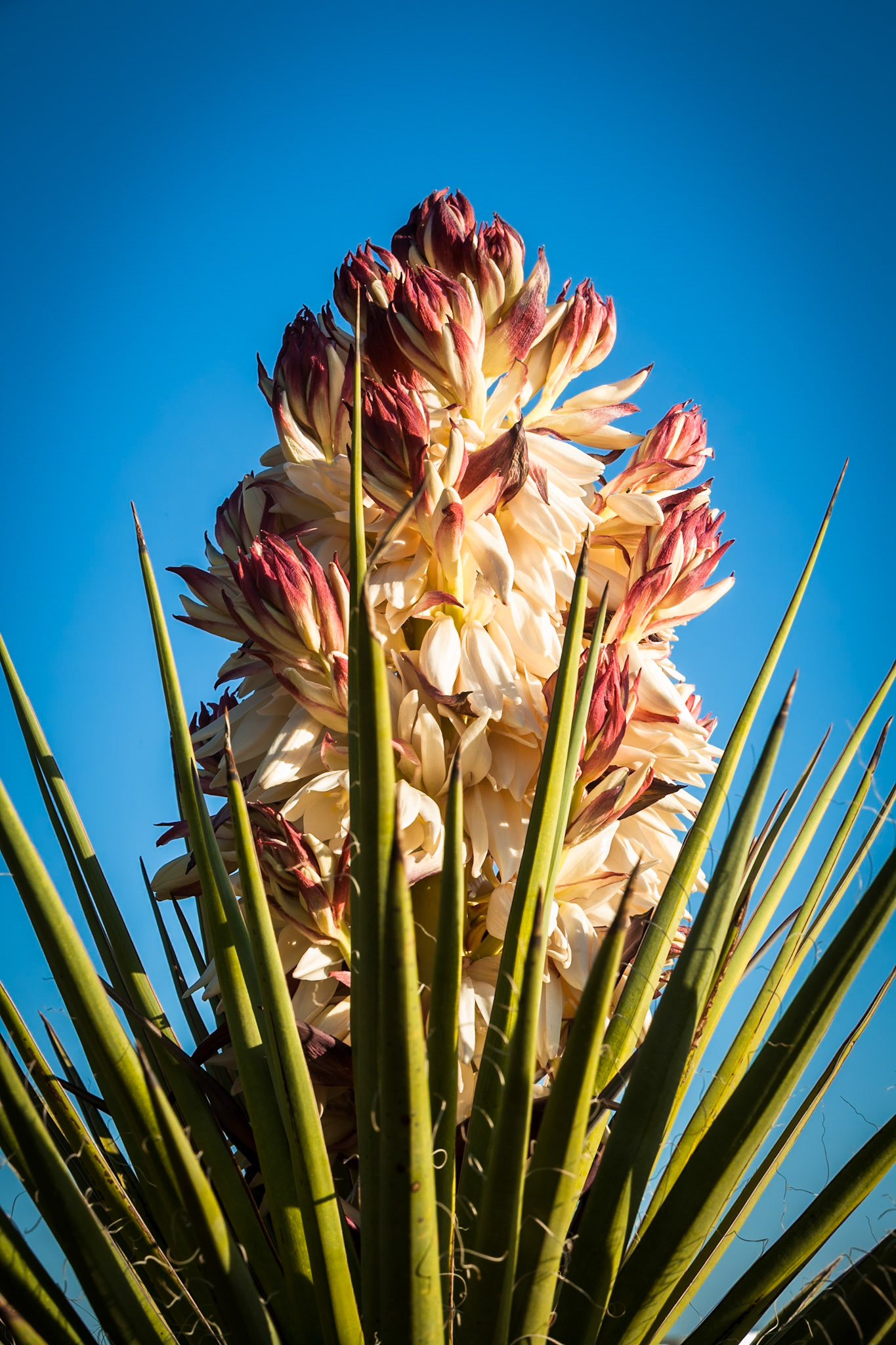 Agave in Oliver Lee State Park, New Mexico, USA