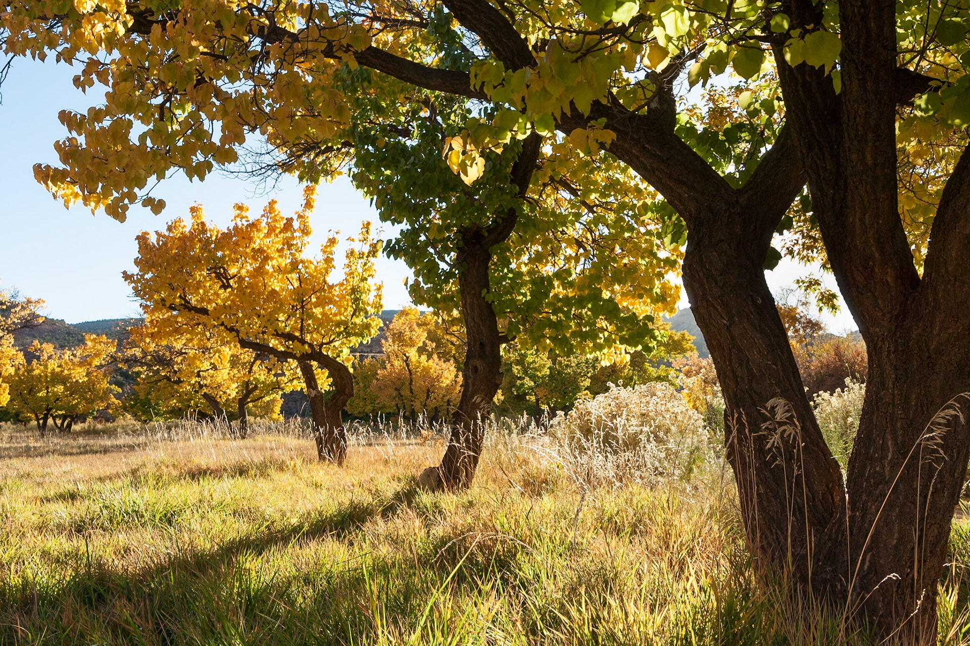 Autumn (Fall) at Fruita Orchard, Capitol Reef Nat'l Park, Utah, USA
