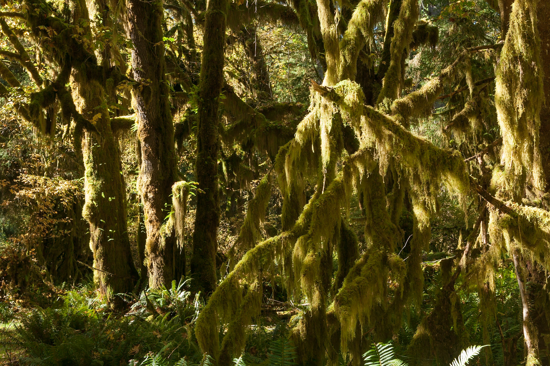 Mosses at trees in Hoh Rainforest, Olympic National park, Washington, USA