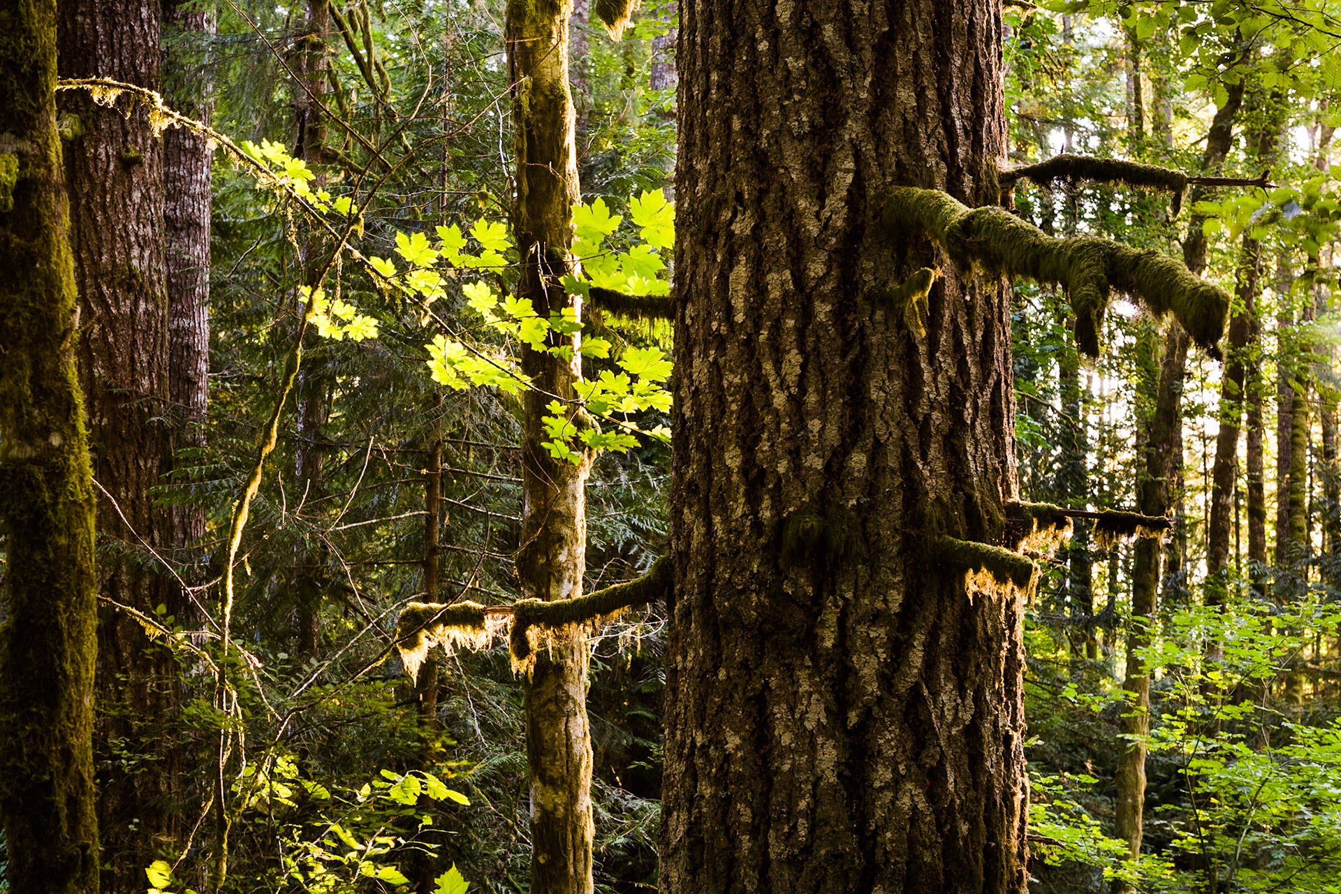 Sunset at Forest in Stub Stewart State Park, Oregon, USA