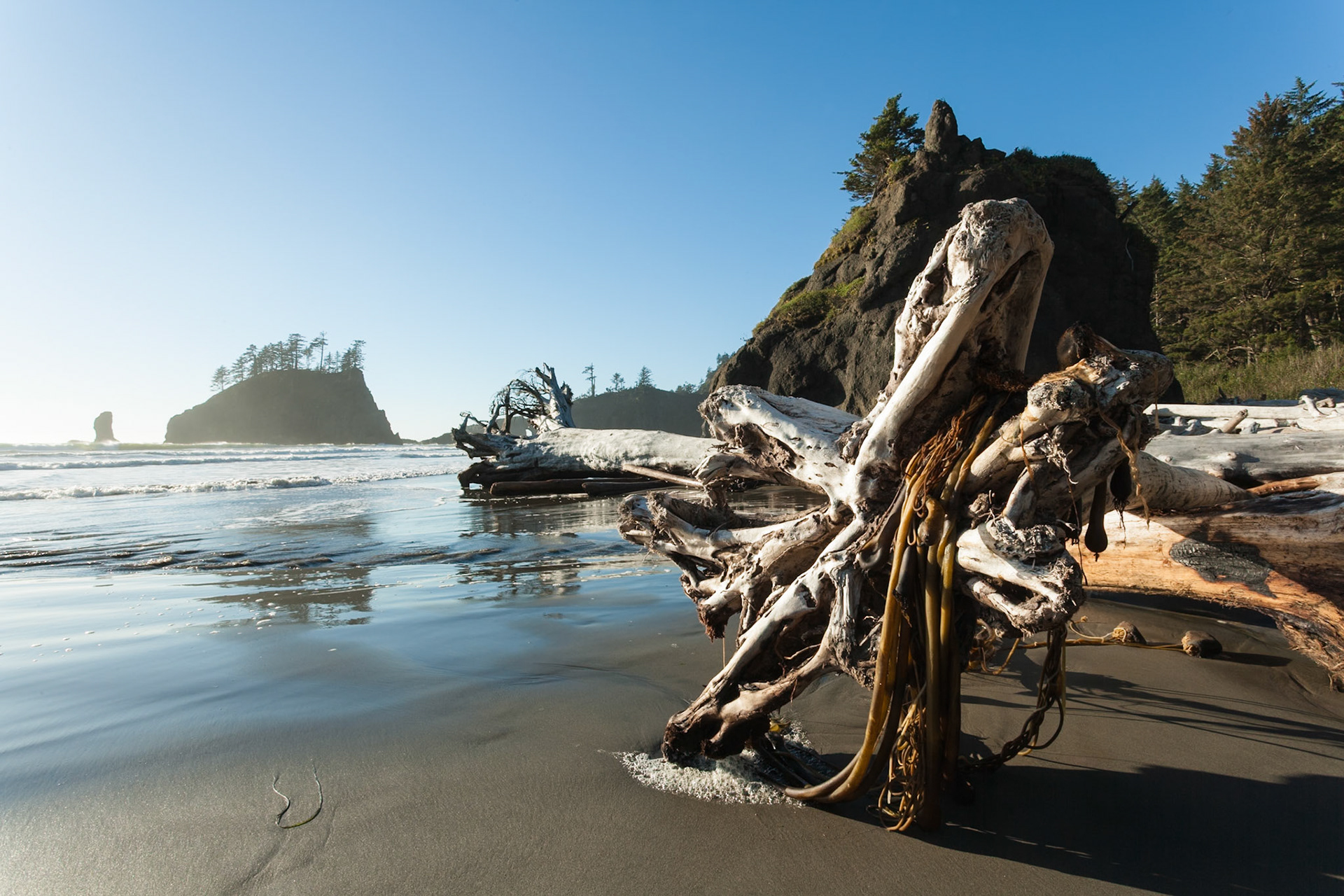 Driftwood at the beach at Olympic National Park, WA, USA