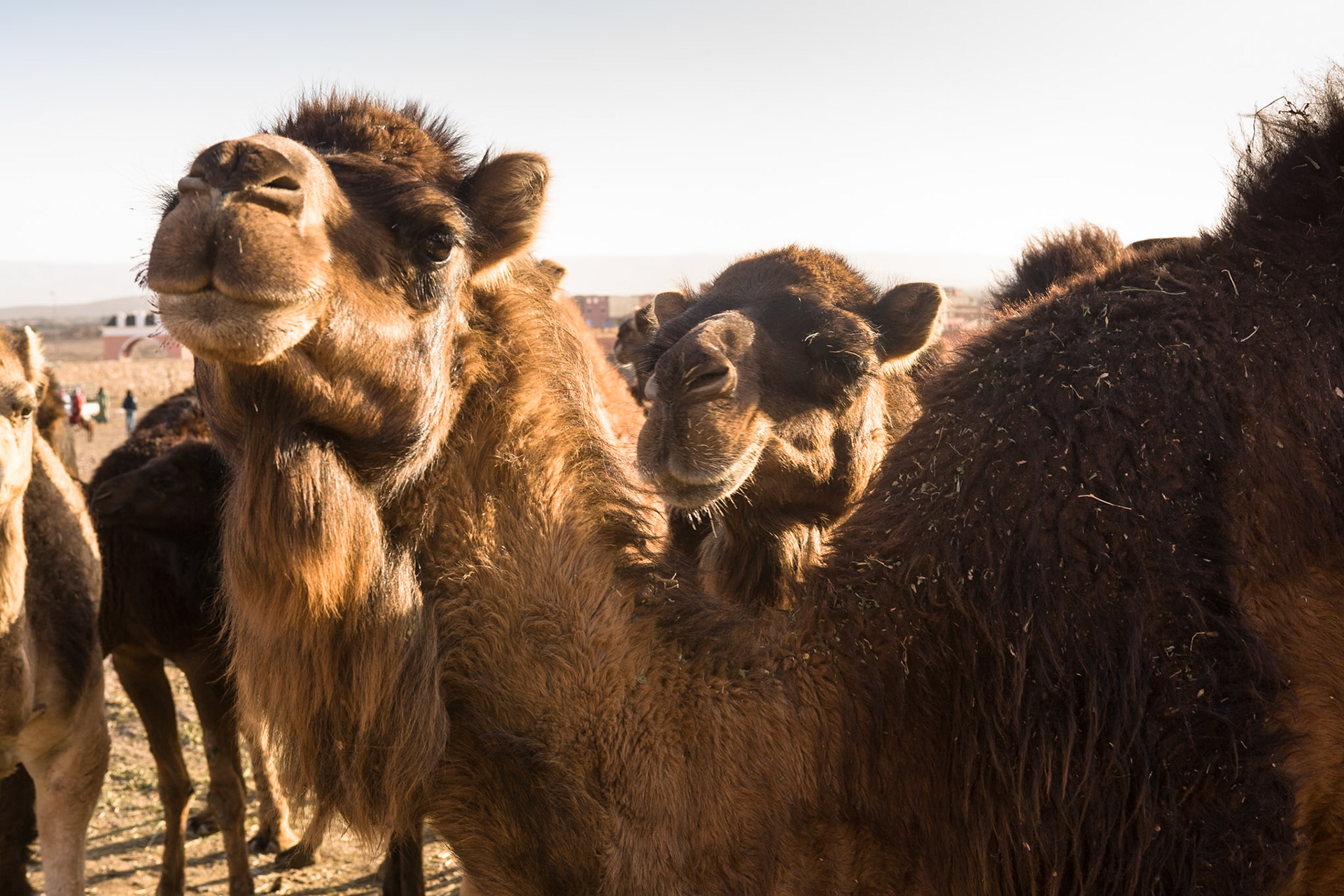 Camels at camel market at Guelmim, Morocco