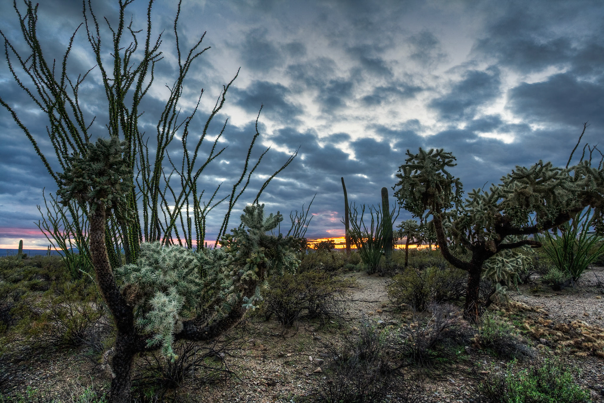 Sunset at Tucson Mountain Park near Gilbert Ray Campground, Arizona, USA