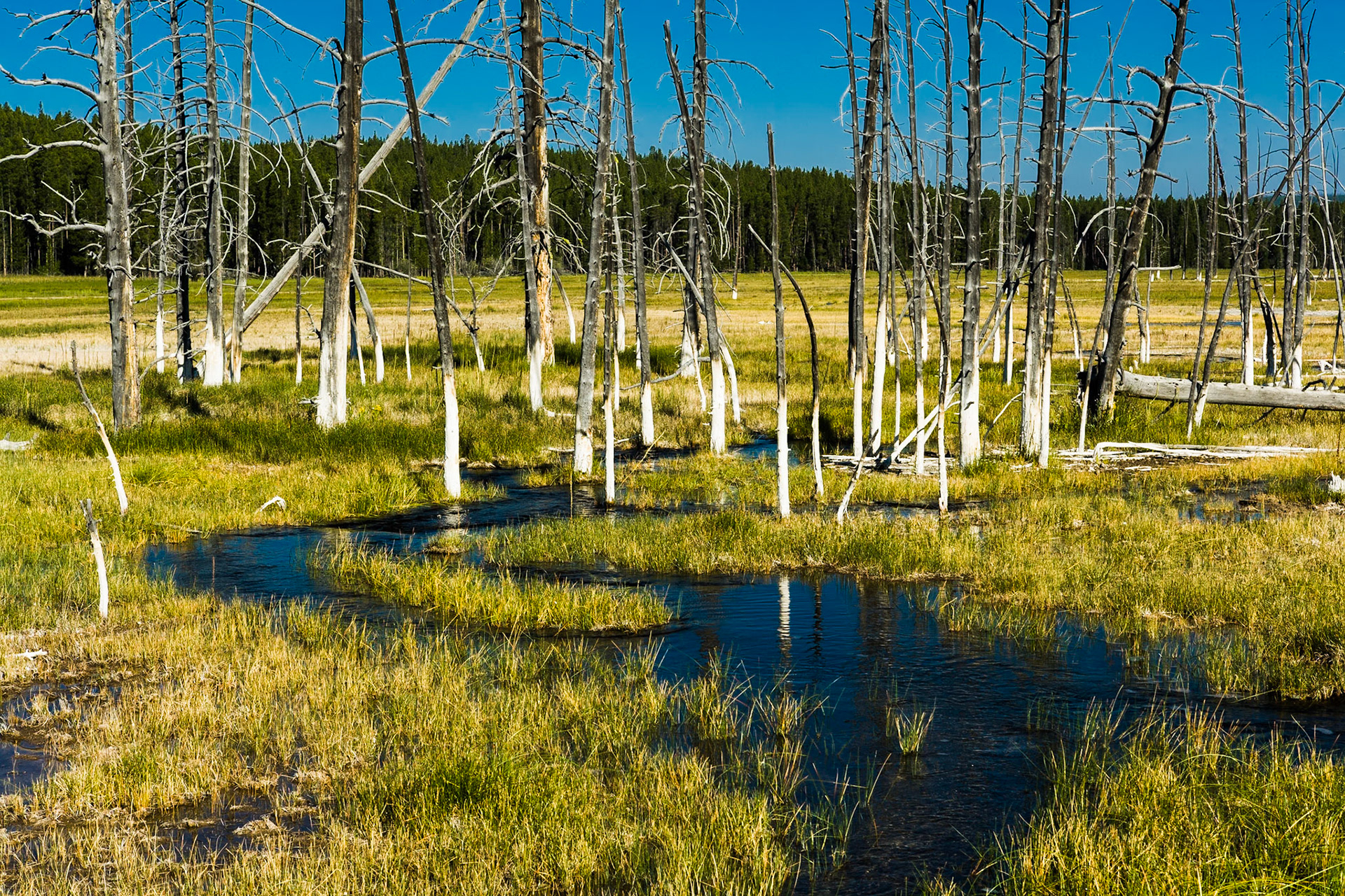 Trees at Midway Geyser Basin in Yellowstone National Park, WY, USA