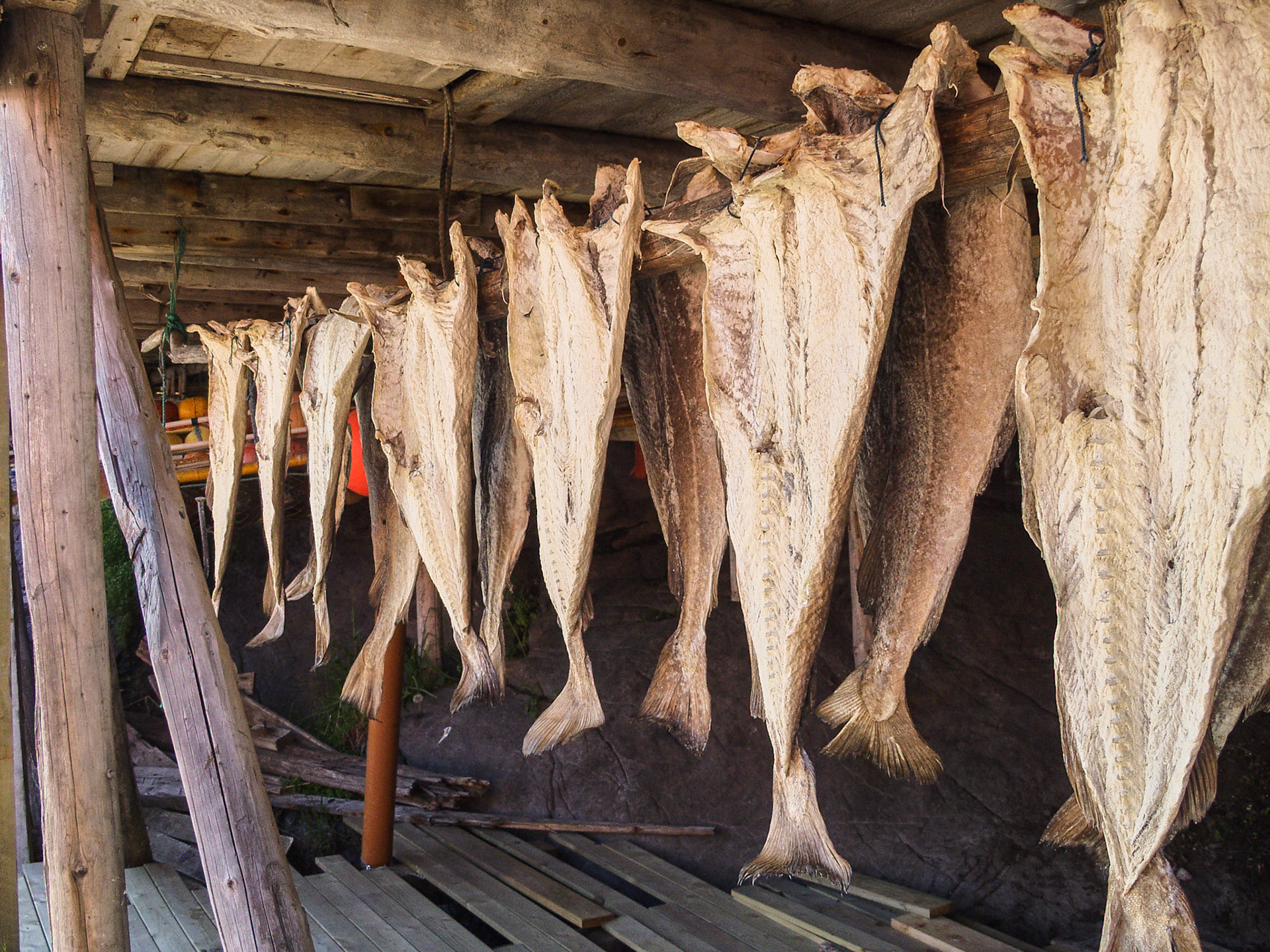At the village Å dried fish on sticks, stockfish, Lofoten, Moskenes, Norway