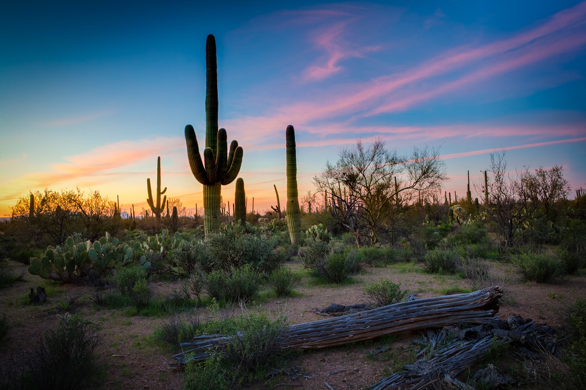 North Kinney Rd, Saguaro Nat'l Park near Tucson, Arizona, USA