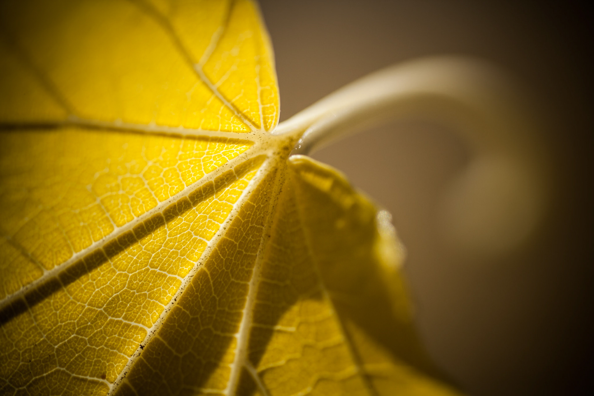 Yellow Autumn leaf, USA