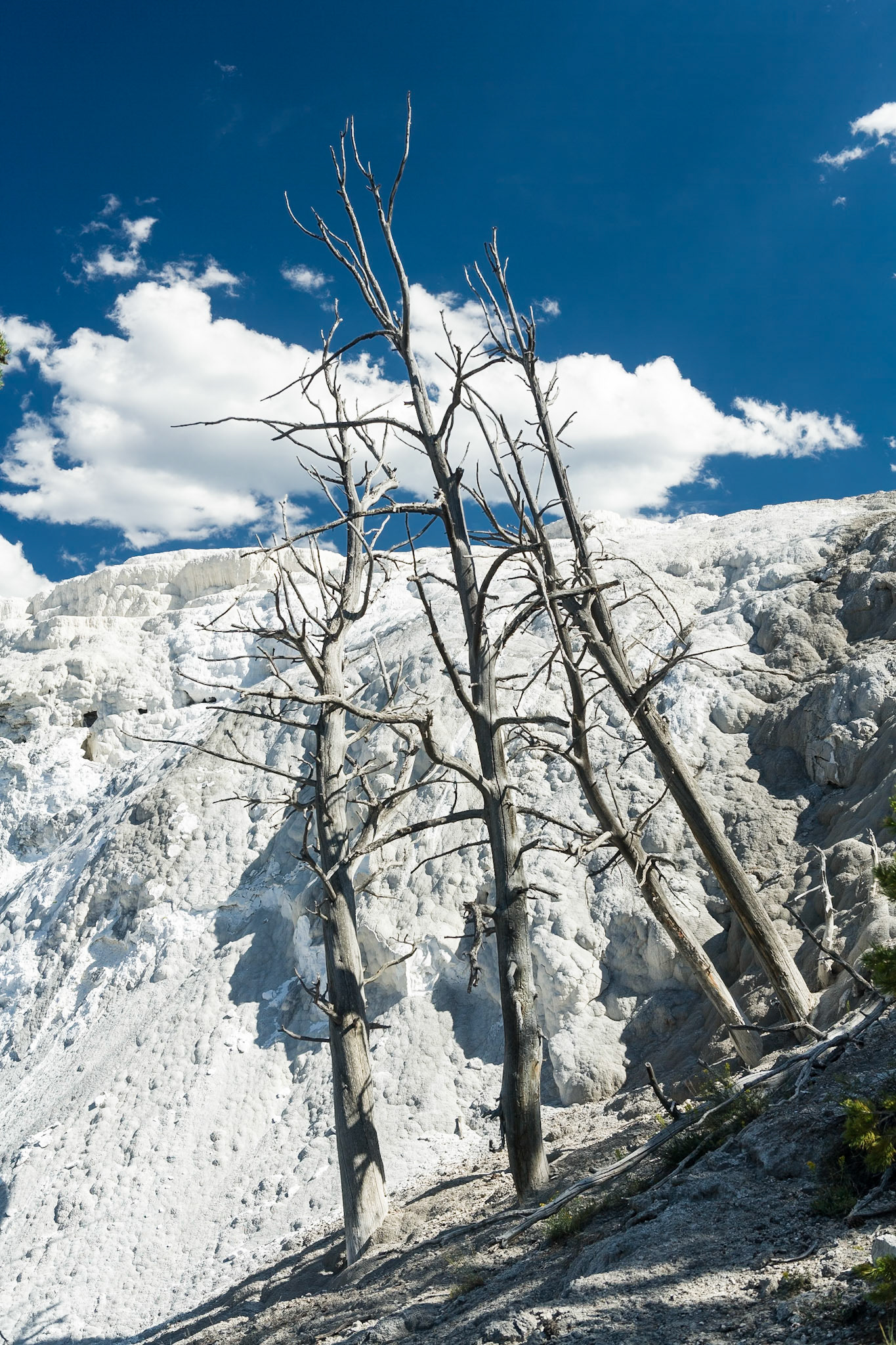 Mammoth Hot Springs  in Yellowstone National Park Wyoming, USA