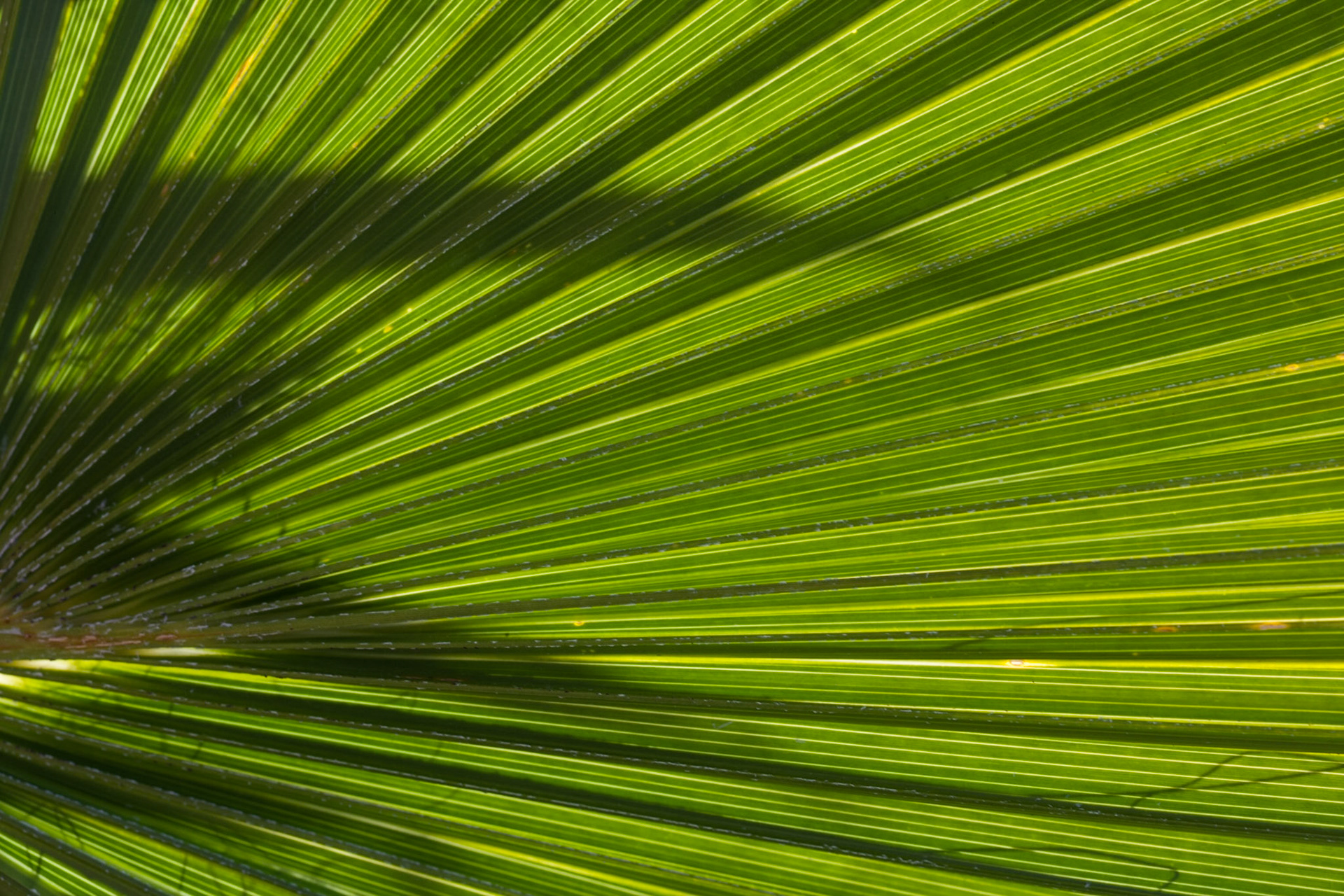 Palm leaf, NV, USA