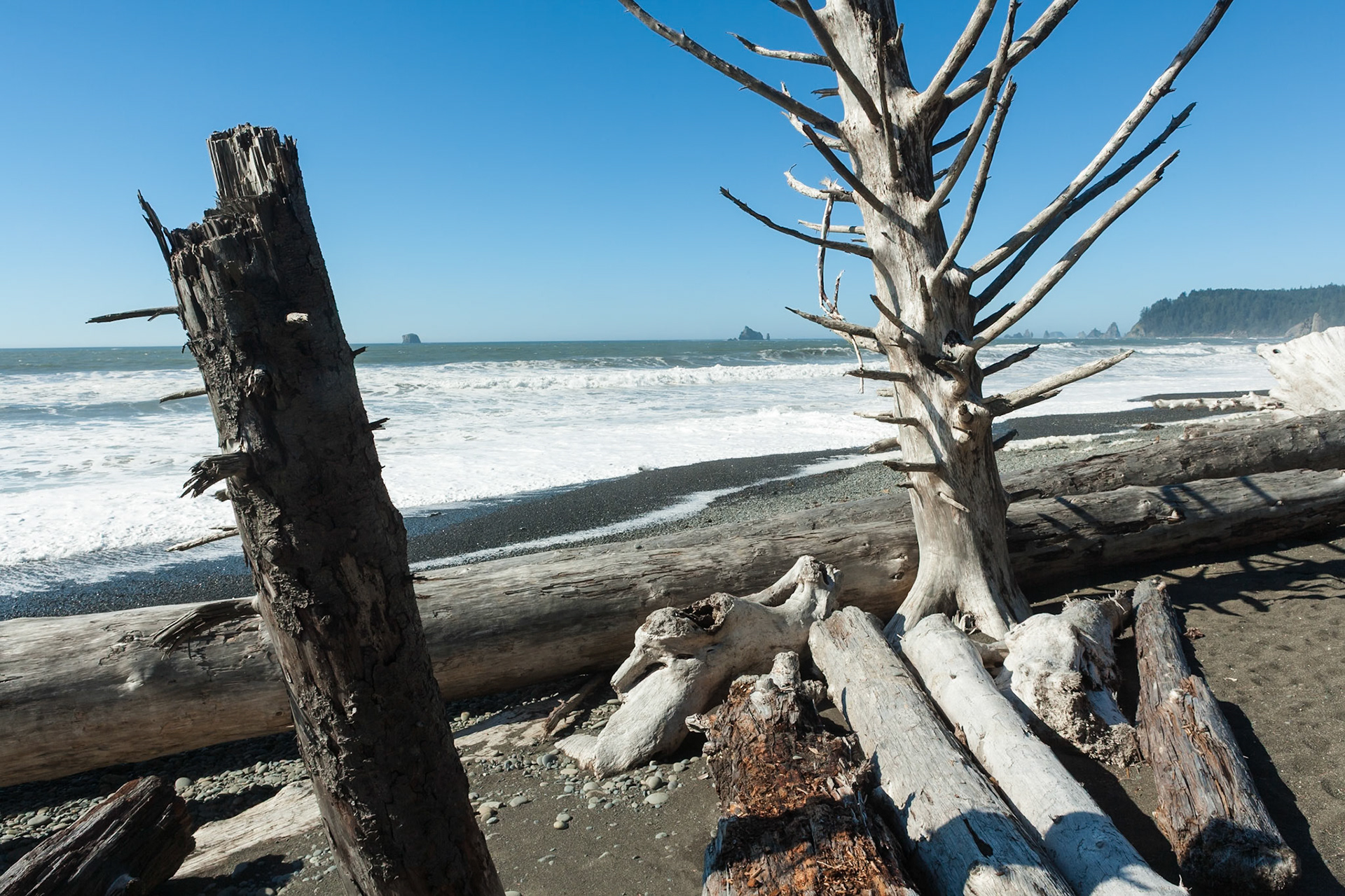 Driftwood at Rialto Beach near La Push at Olympic National Park, Washington, USA