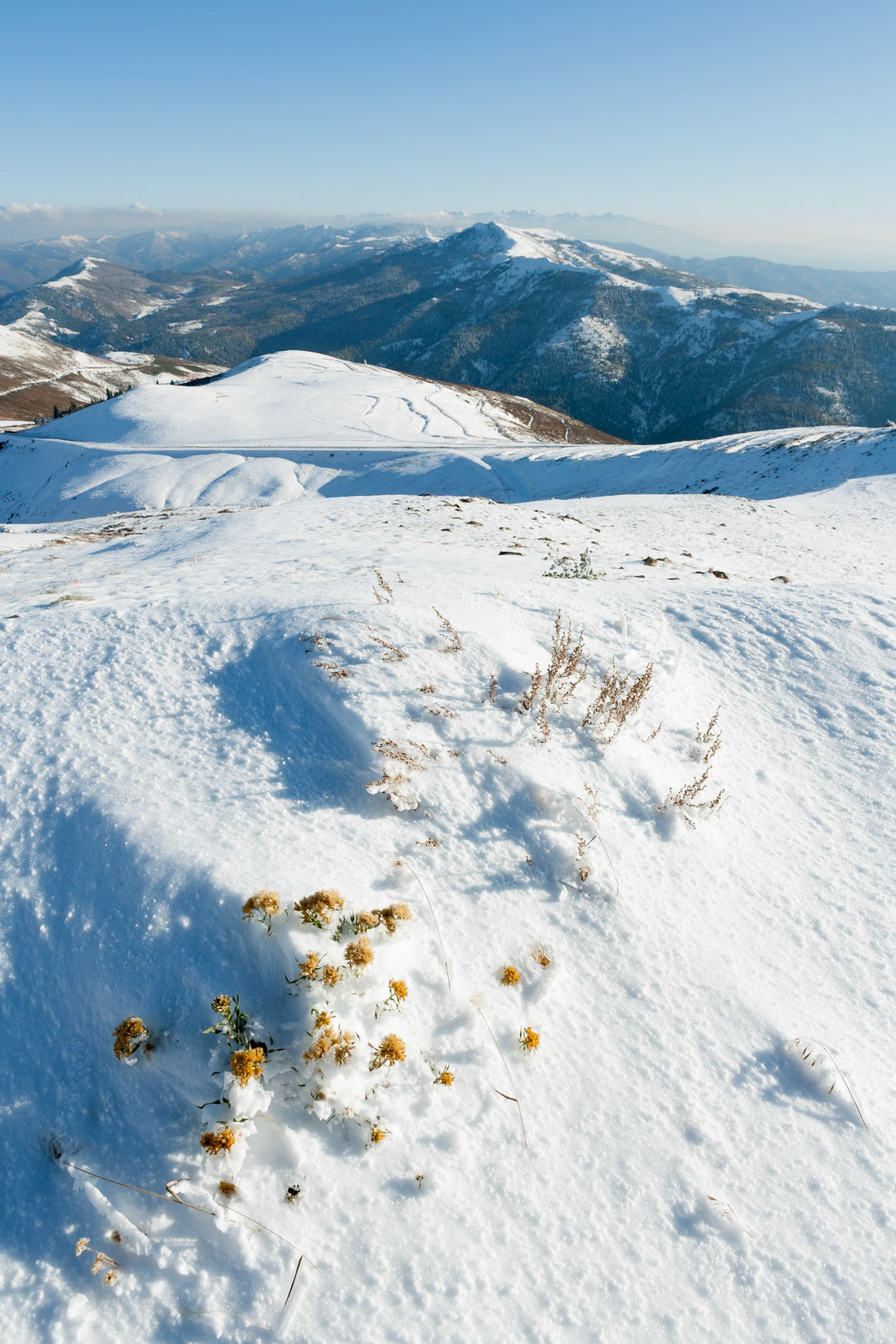 Grass in snow at Francis Peak, Wasatch National Forest, Wasatch Range, Utah, USA