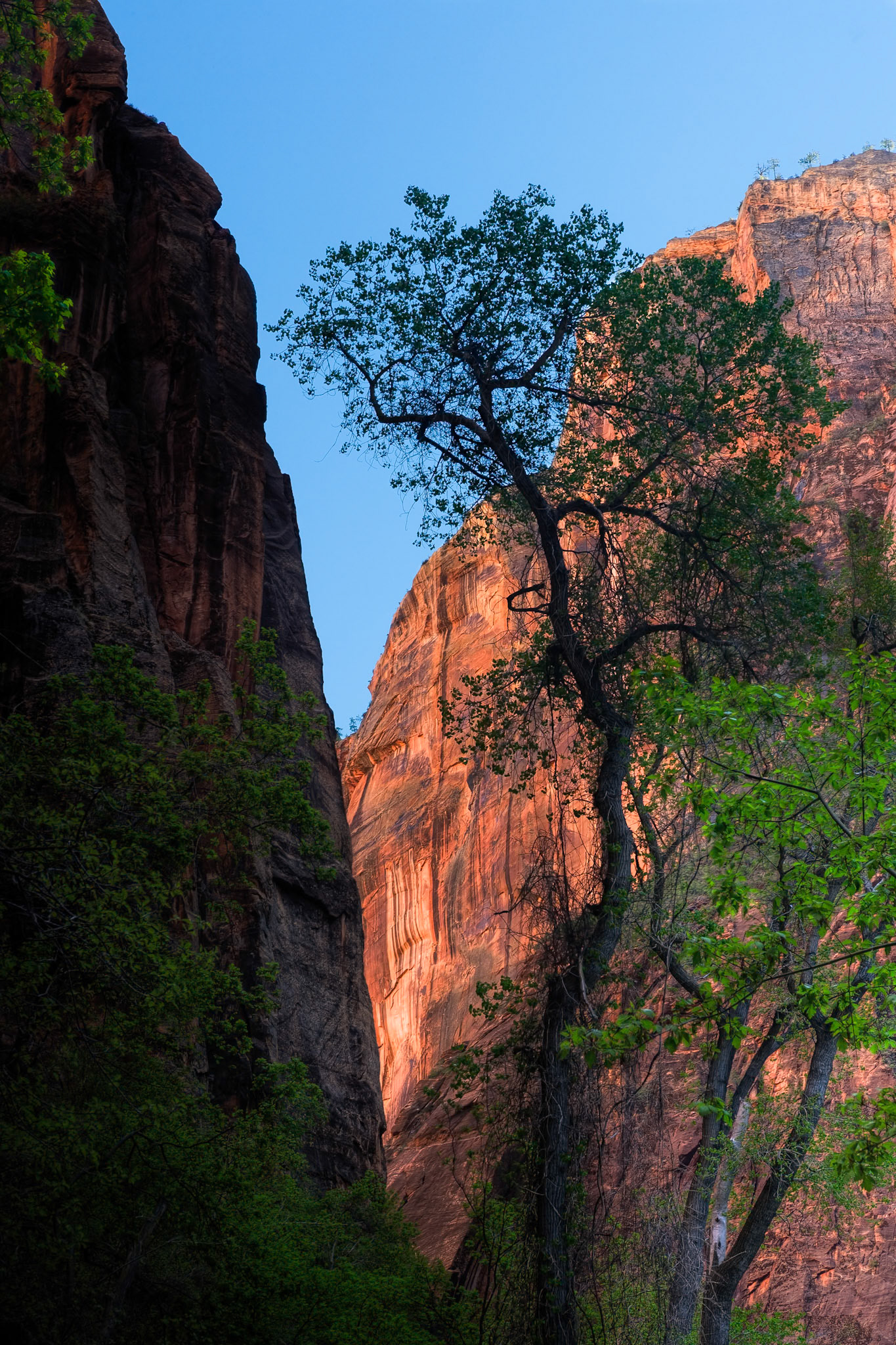 Rock in Zion National Park at the North Fork of Virgin River, IMAGE OUT OF FOCUS