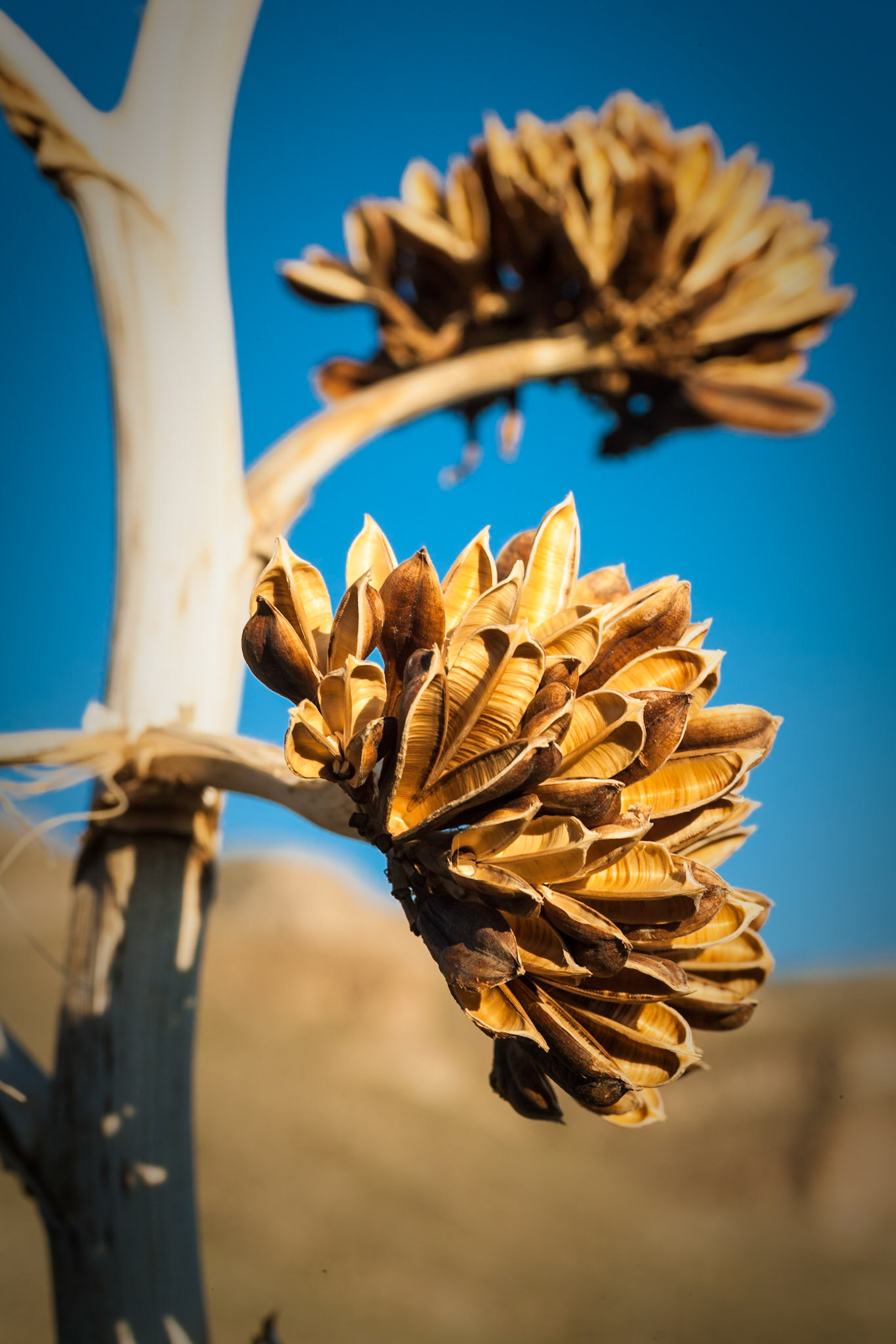 Yucca in Oliver Lee State Park, New Mexico, USA
