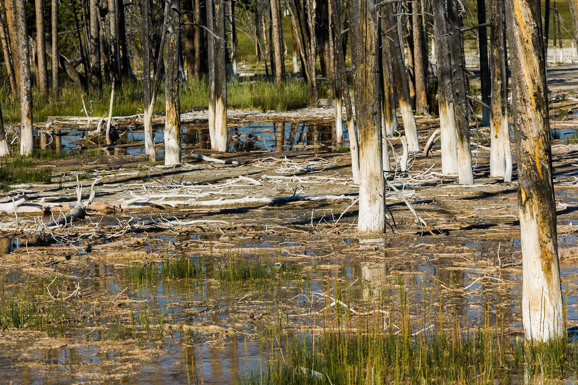 Trees at Midway Geyser Basin in Yellowstone National Park, WY, USA