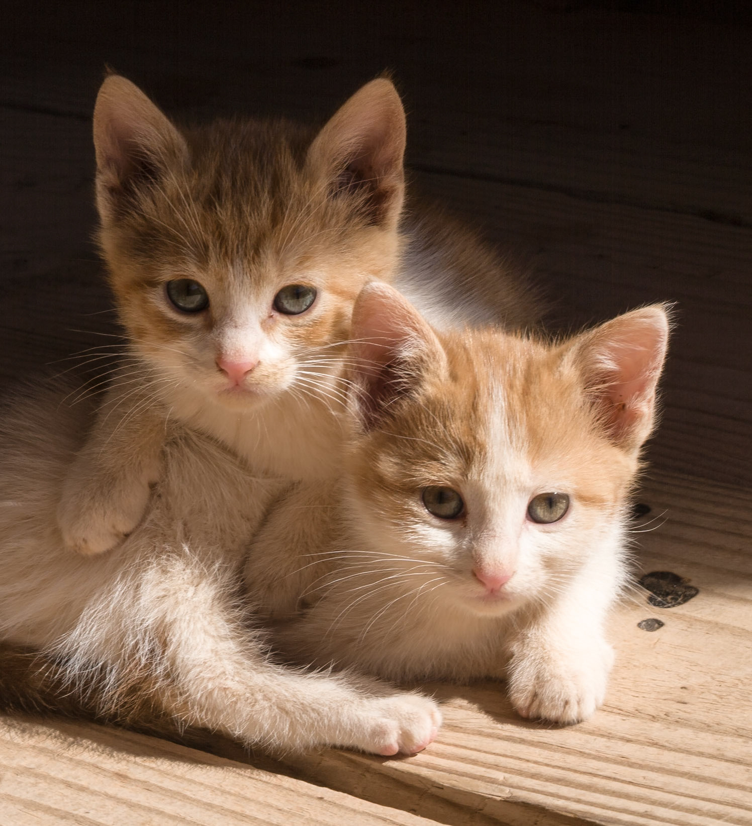 Kittens, young cats playing together