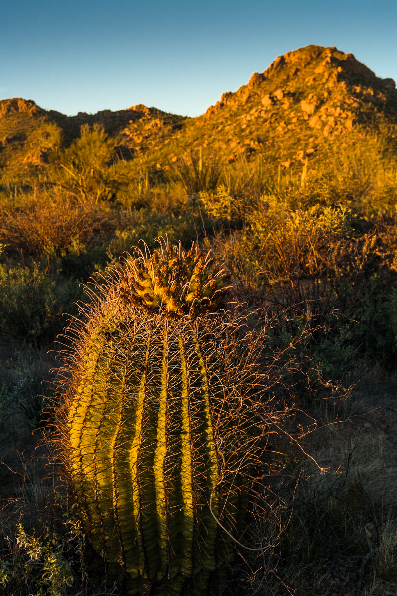 Sunset at Saguaro National Park, AZ, USA