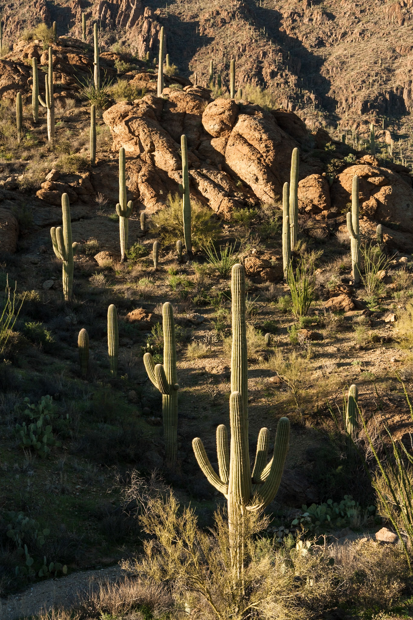 Gate Pass at Tucson Mountain Park, Arizona, USA