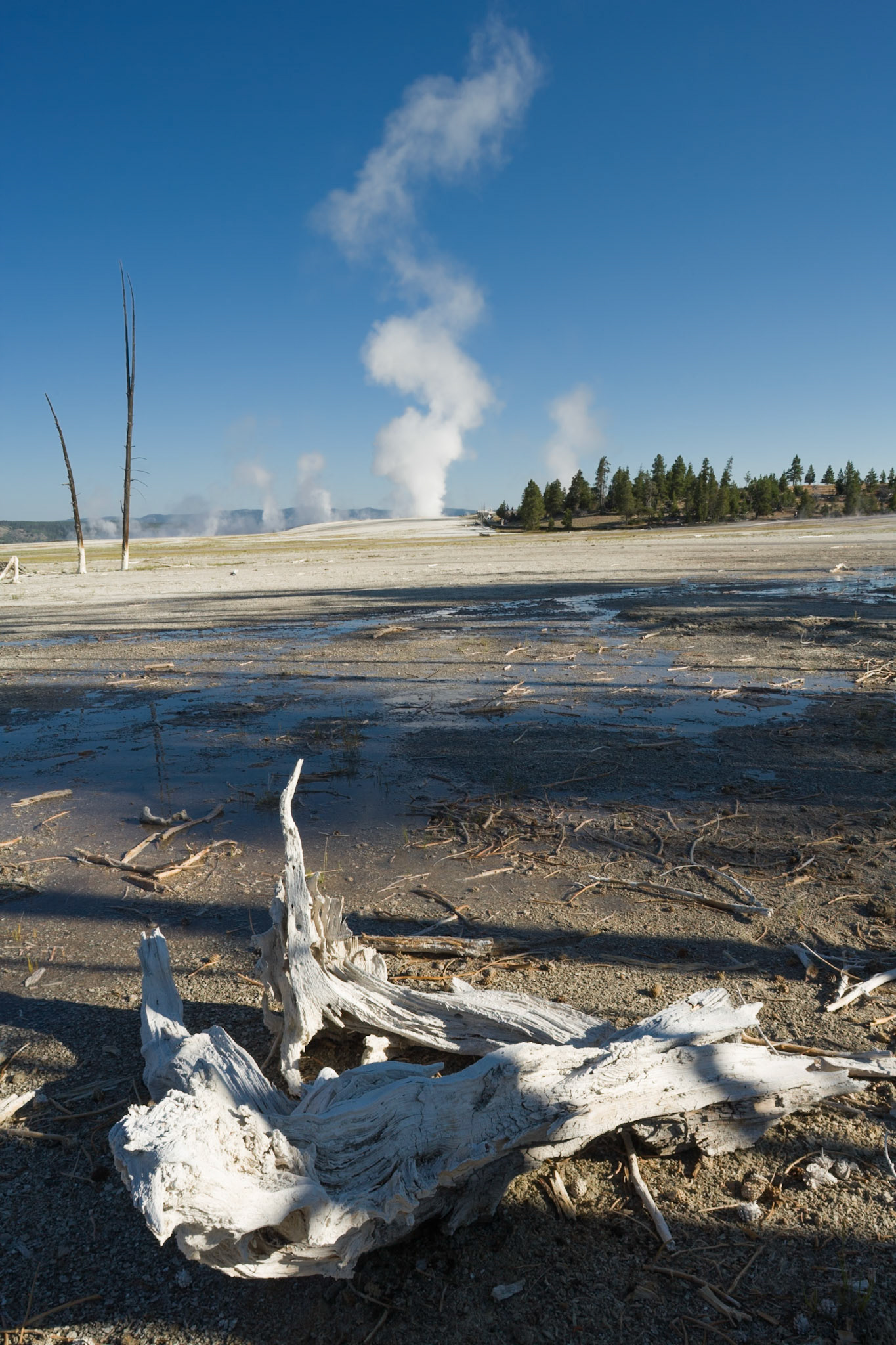 Clepsydra Geyser at Lower Geyser Basin in Yellowstone National Park, WY, USA