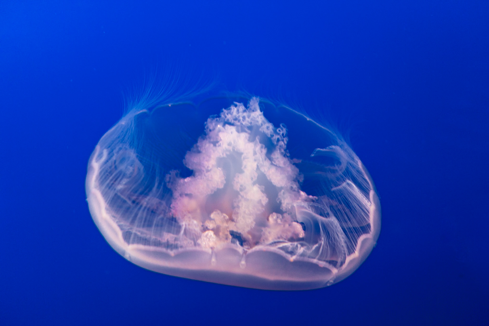 Moon Jelly, Aurelia aurita, ARTIFACTS PROBLEM