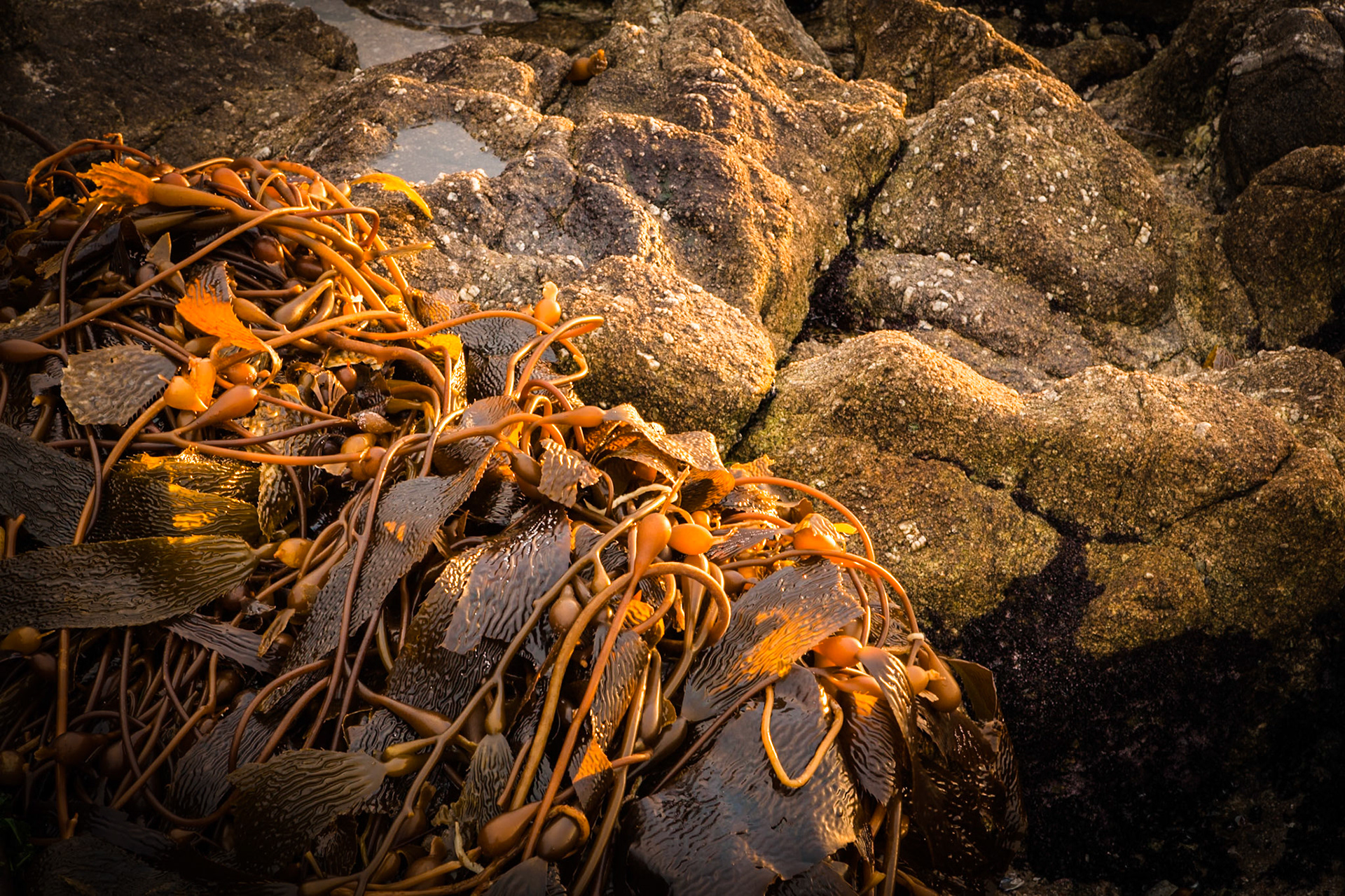 Seaweed at Beach of Carmel at sunset, California, USA