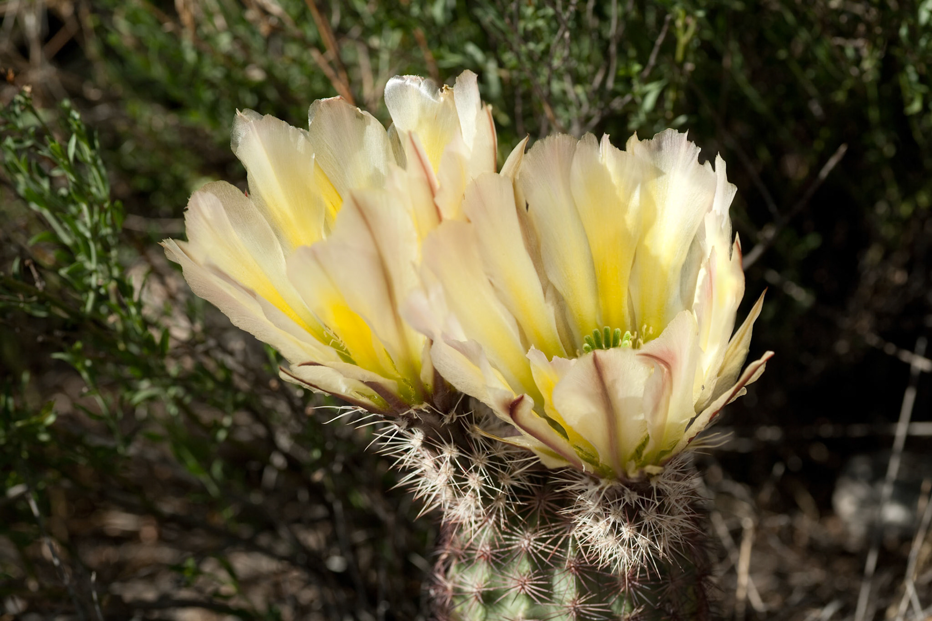 Blooming Rainbow Cactus at Oliver Lee Memorial State Park, New Mexico, USA