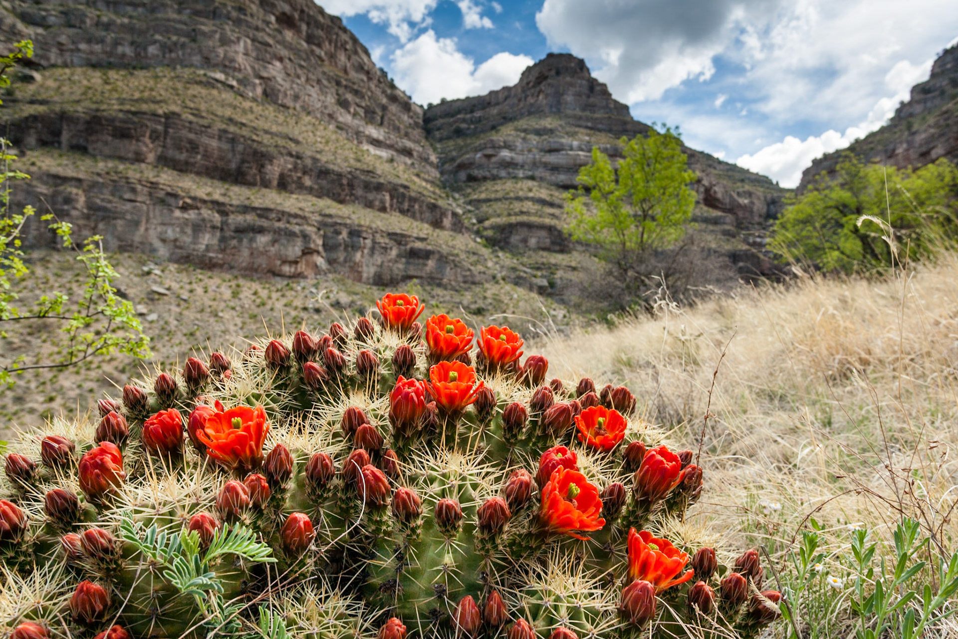 Blooming Hedgehog Cactus at Oliver Lee Memorial State Park, New Mexico, USA