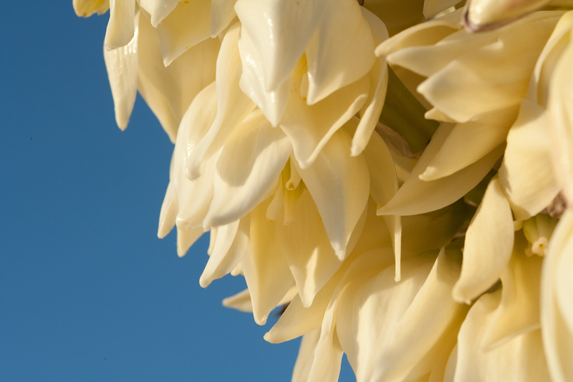 Agave in Oliver Lee State Park, New Mexico, USA, AESTHETIC OR COMMERCIAL APPEAL OF IMAGE