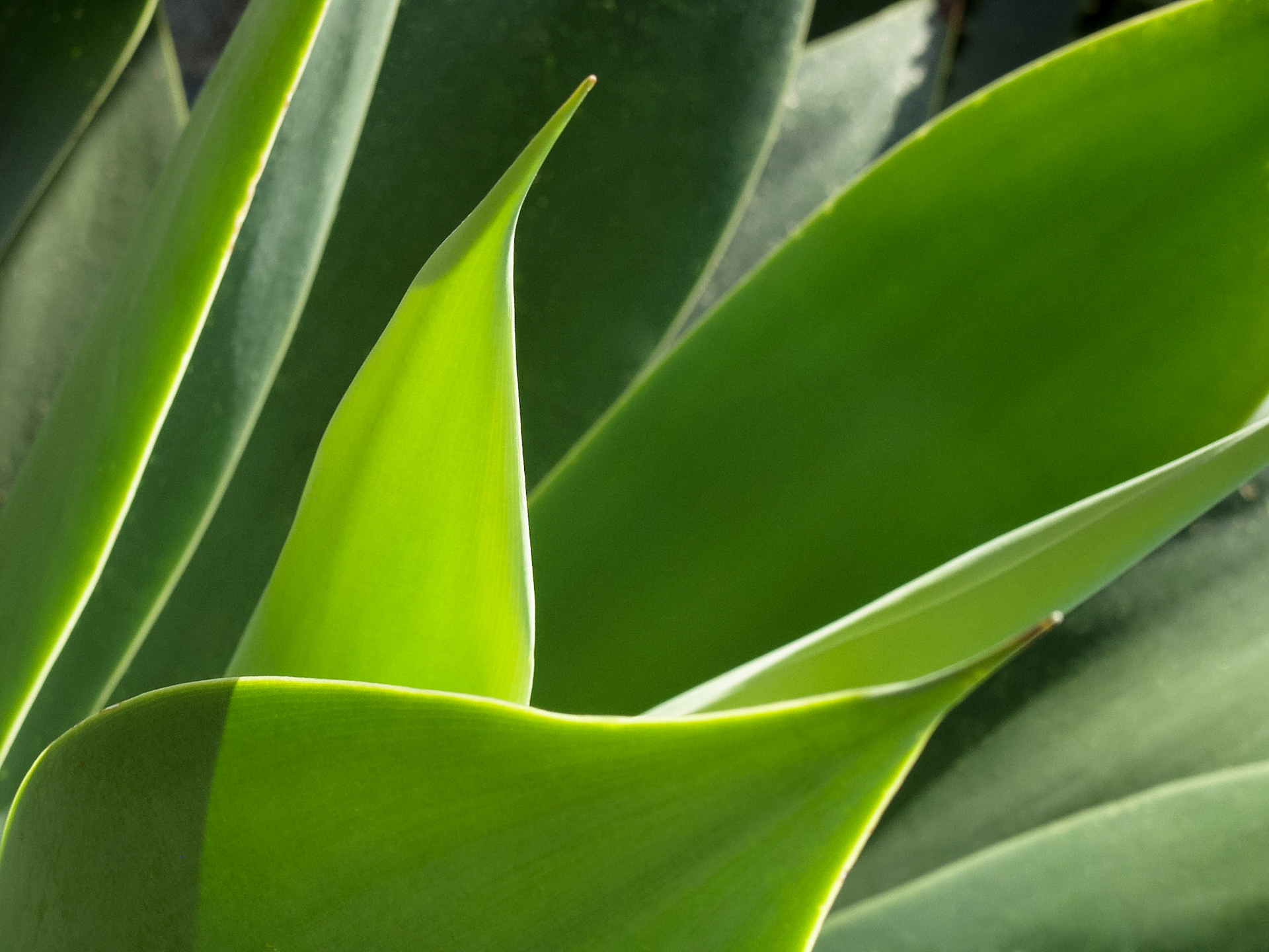 Graphical lines from Plant Leaves, Sicily, Italy