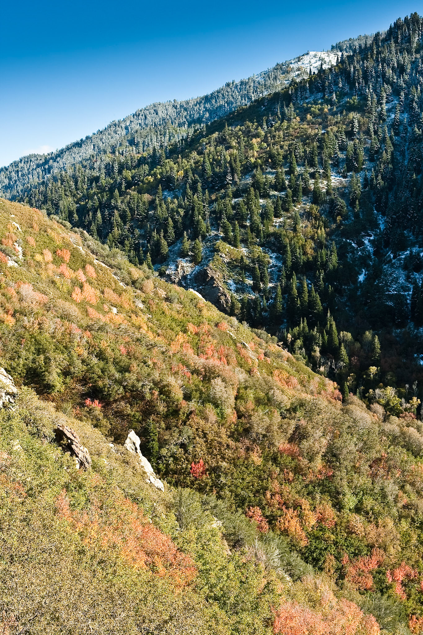 Fall at Wasatch National Forest, Wasatch Range, Utah, USA