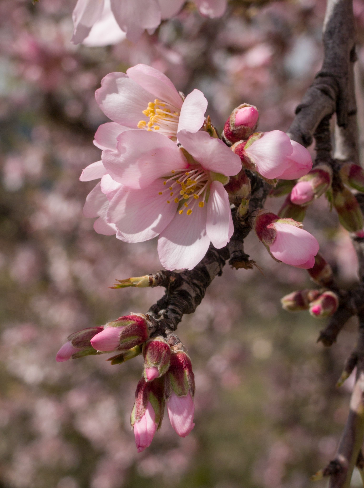 Almond Blossom Sicily