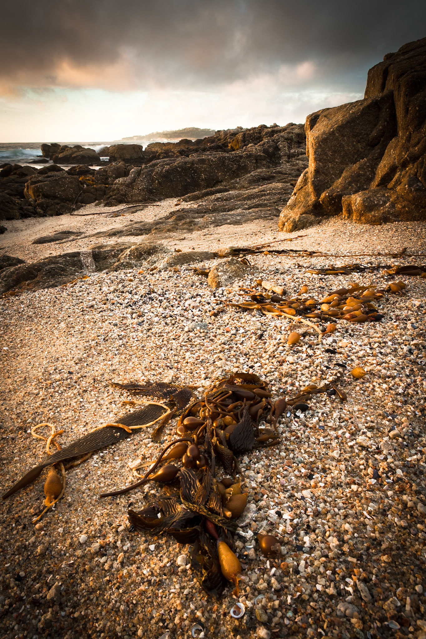 Seaweed at Beach of Carmel at sunset, California, USA