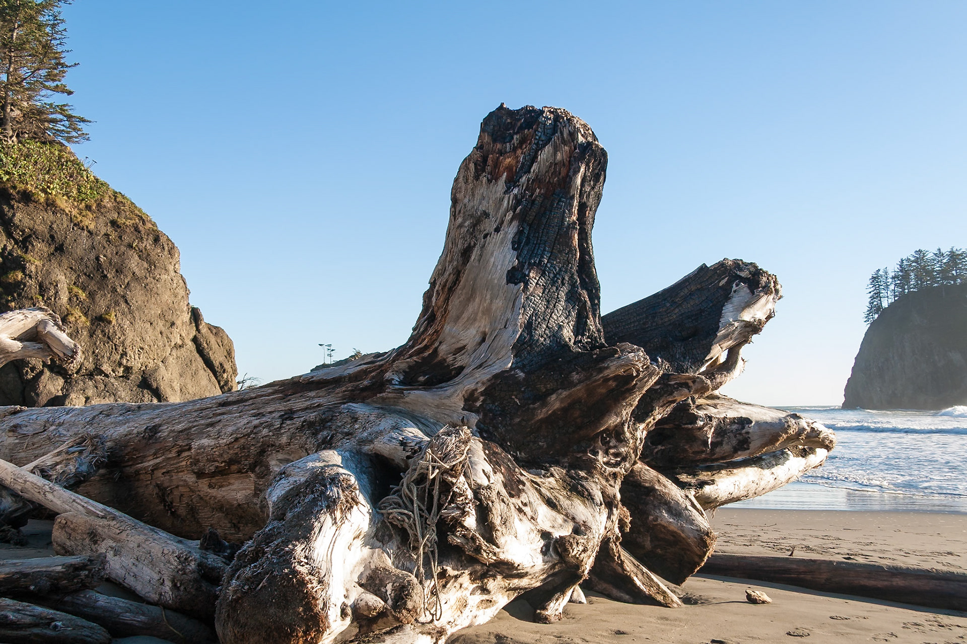 Big Driftwood trunk at Second Beach near La Push in Olympic National Park, WA, USA