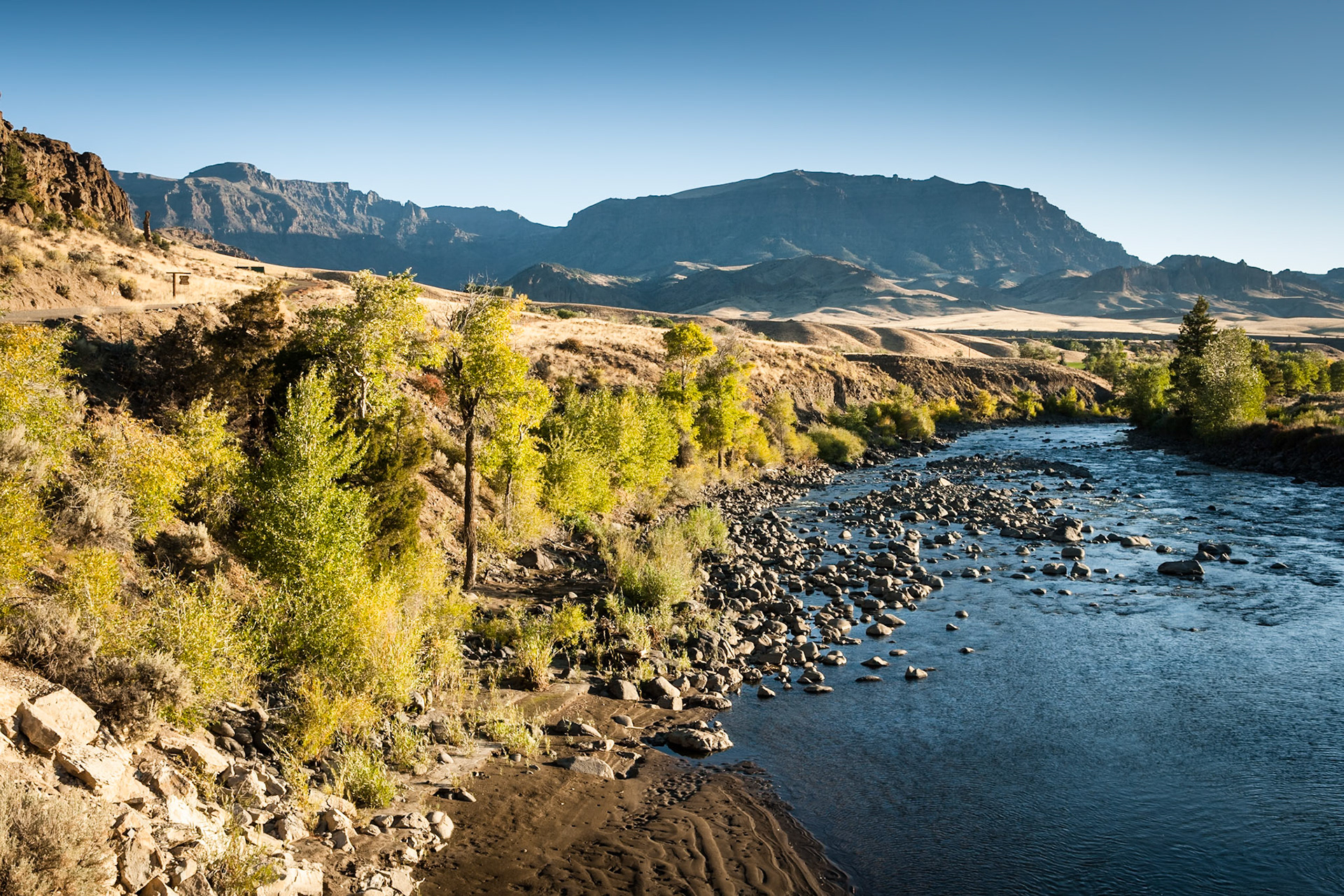 Pine trees at the Shoshone River at Wapiti Valley, Wyoming, WY, USA