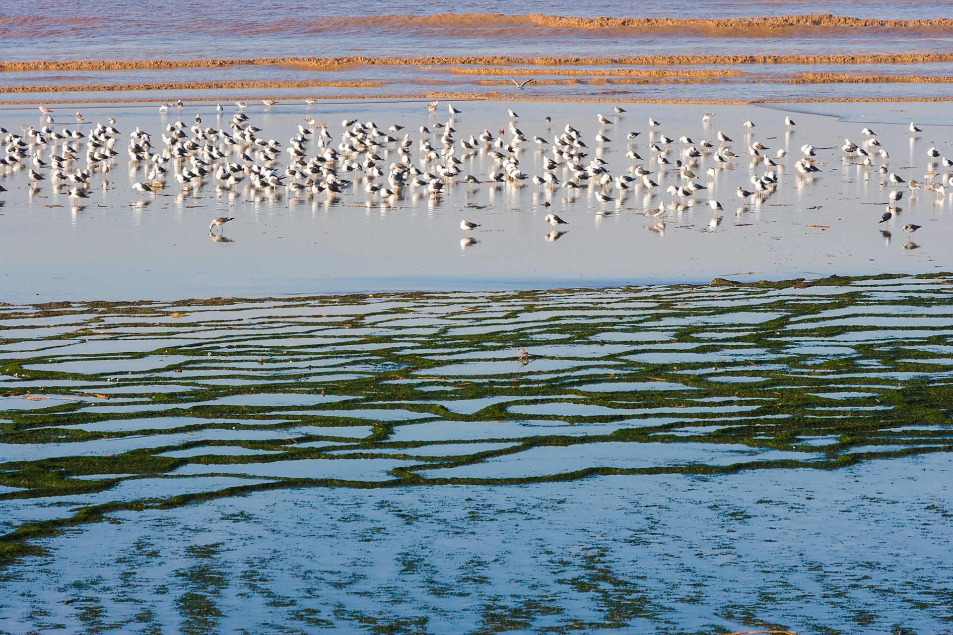 Graphics made by the sea. Birds at beach of the The Bou Regreg river, Salé