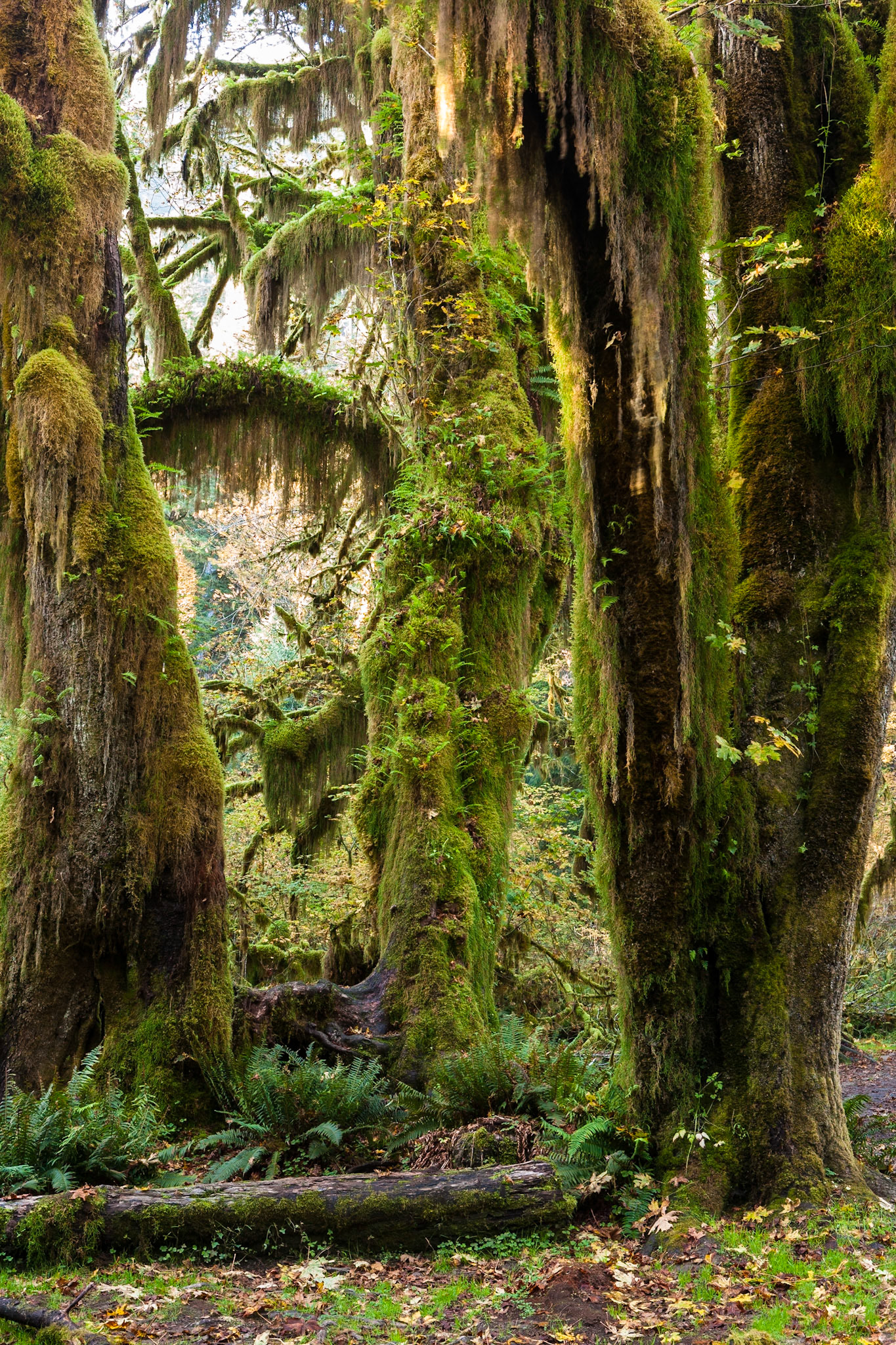 Hall of Mosses in the Hoh Rainforest at Olympic national Park, Washington, USA