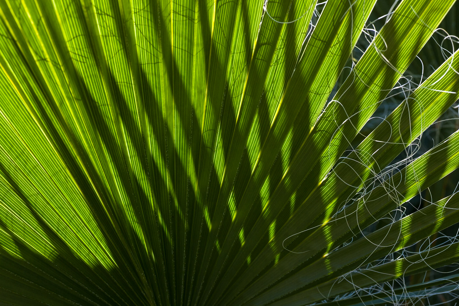Palm leaf, AESTHETIC OR COMMERCIAL APPEAL OF IMAGE